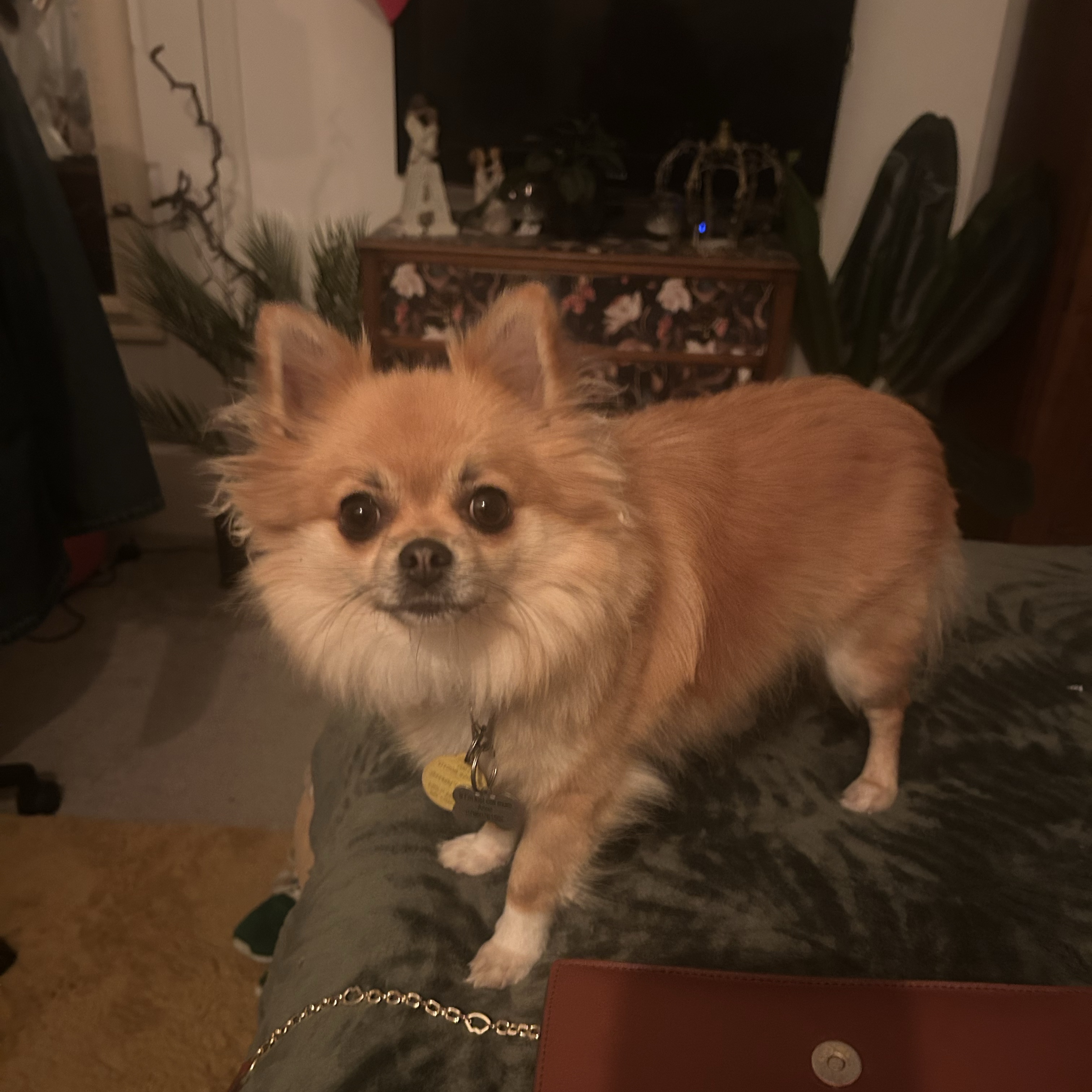 Coco