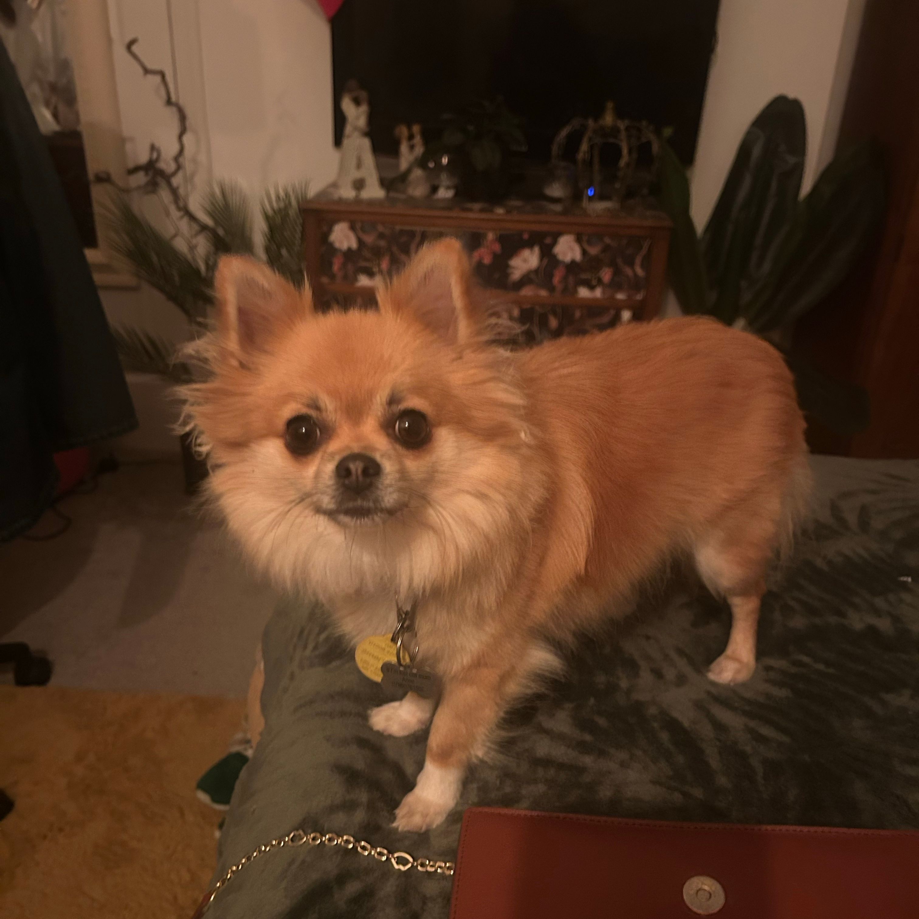 Coco