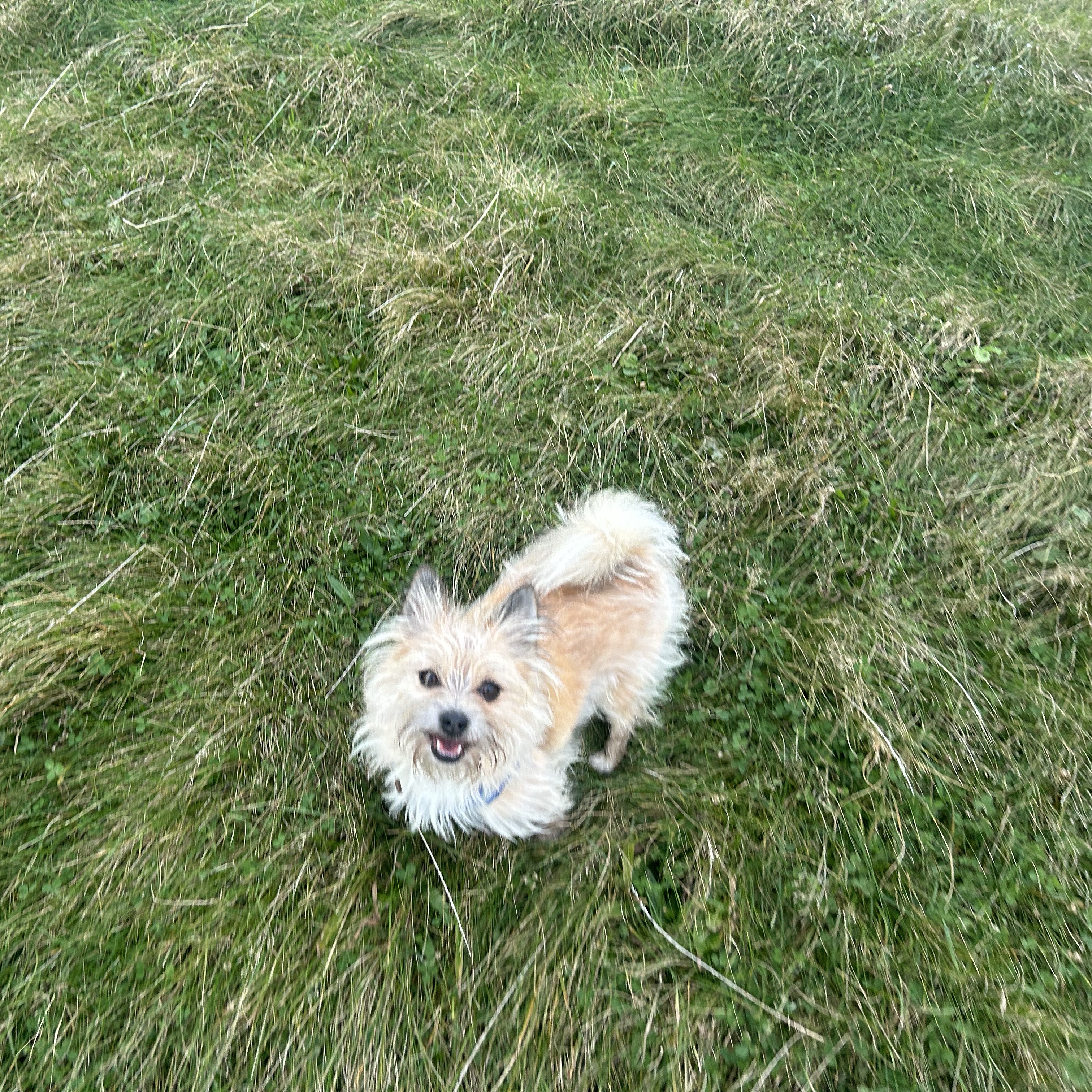 Milo