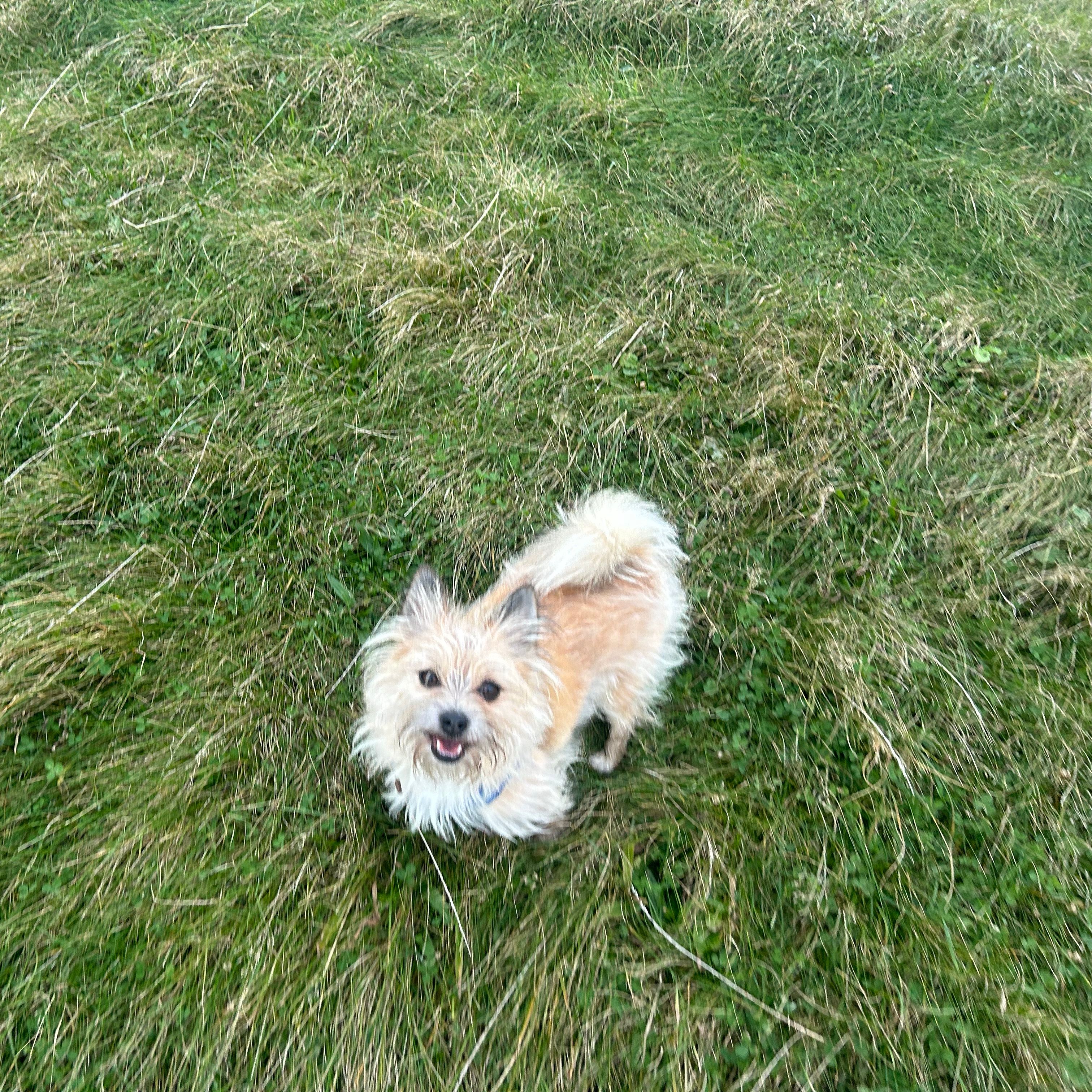 Milo