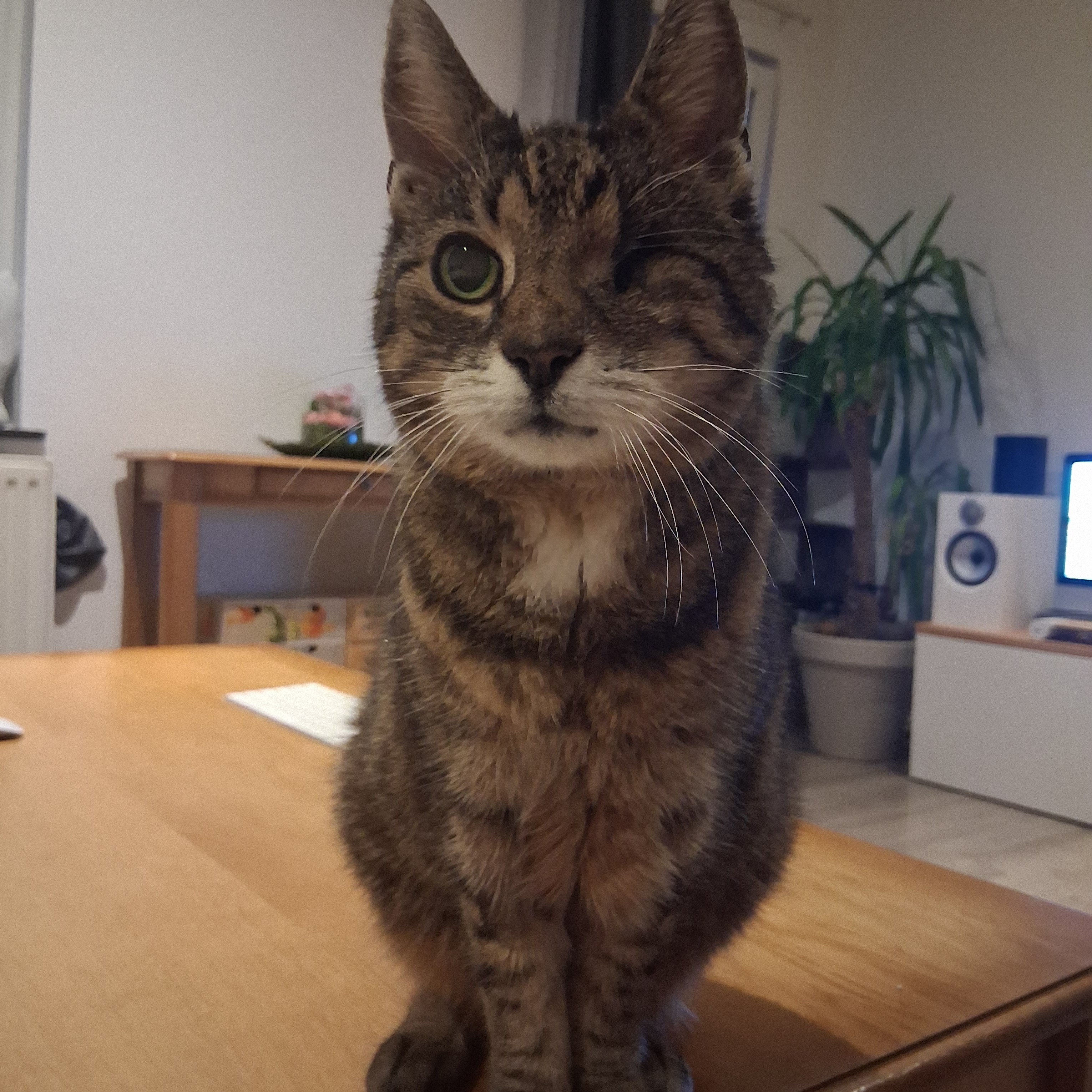 Marita