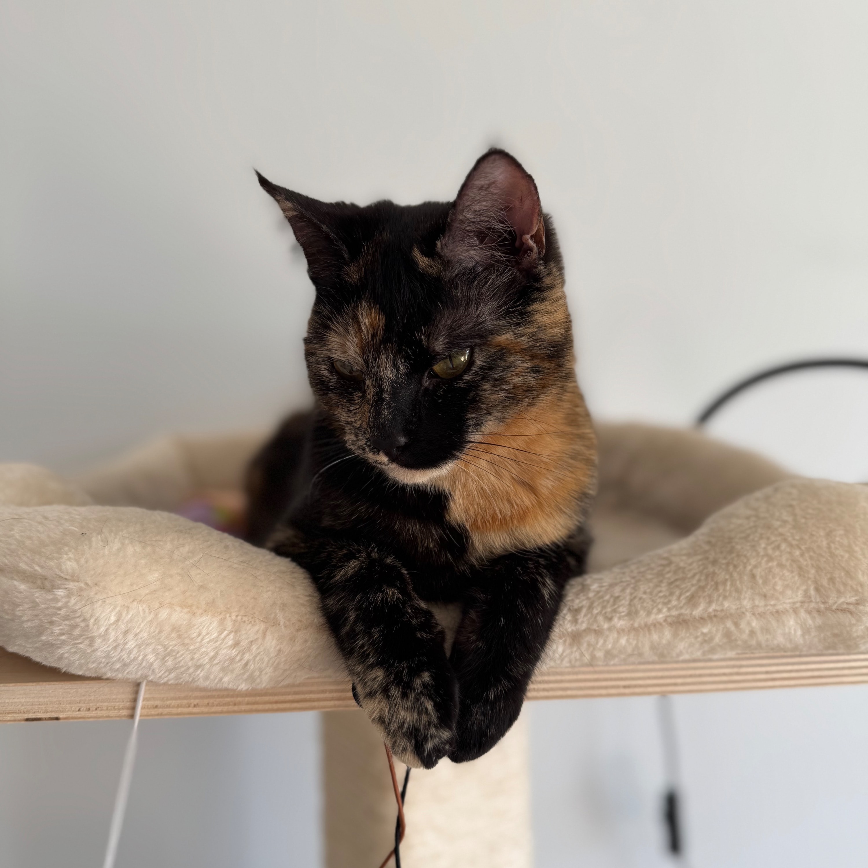 Ollie (olive)