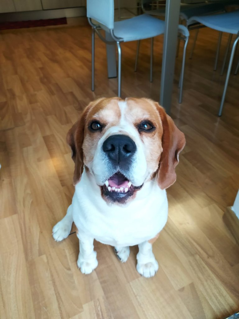 Nacho