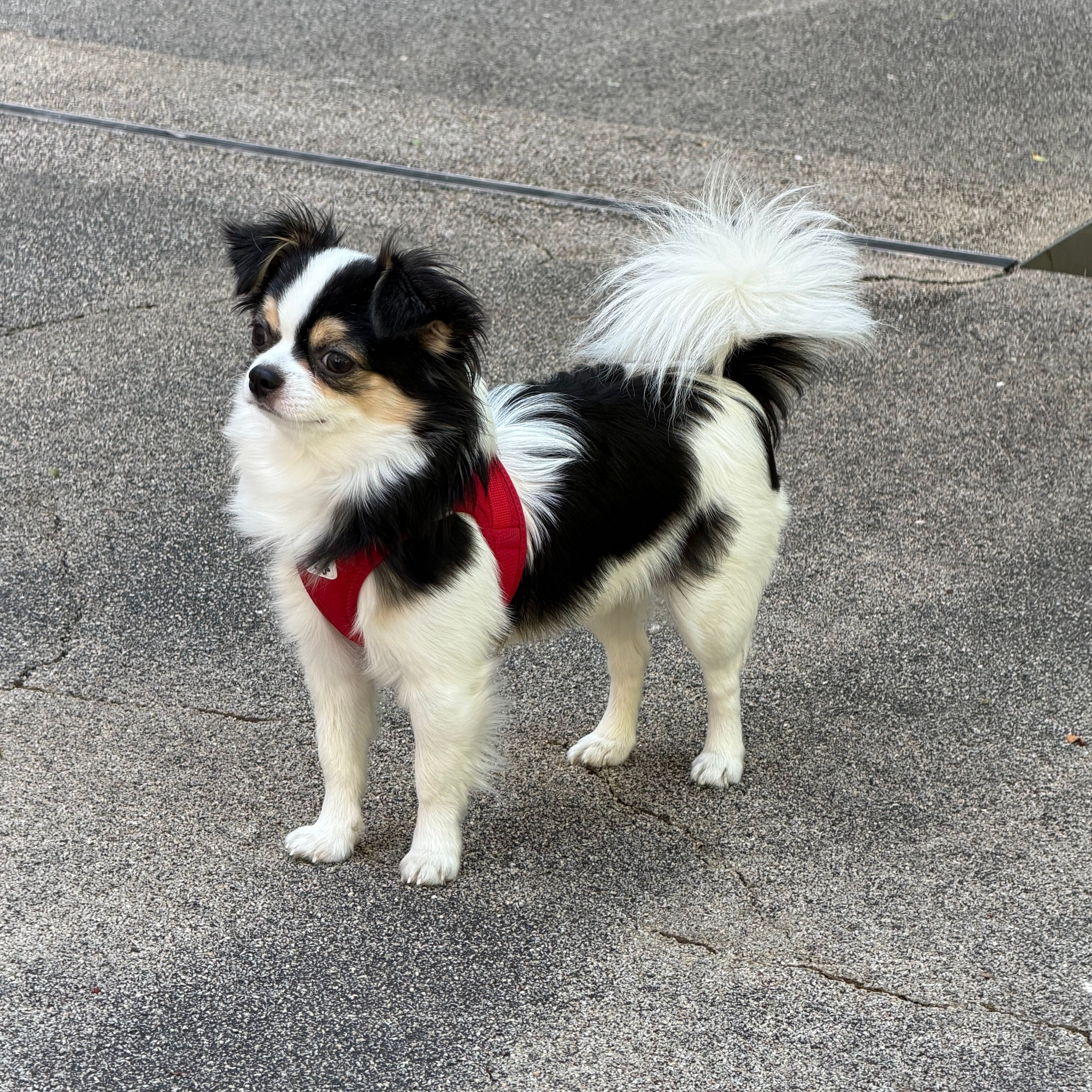 Albert