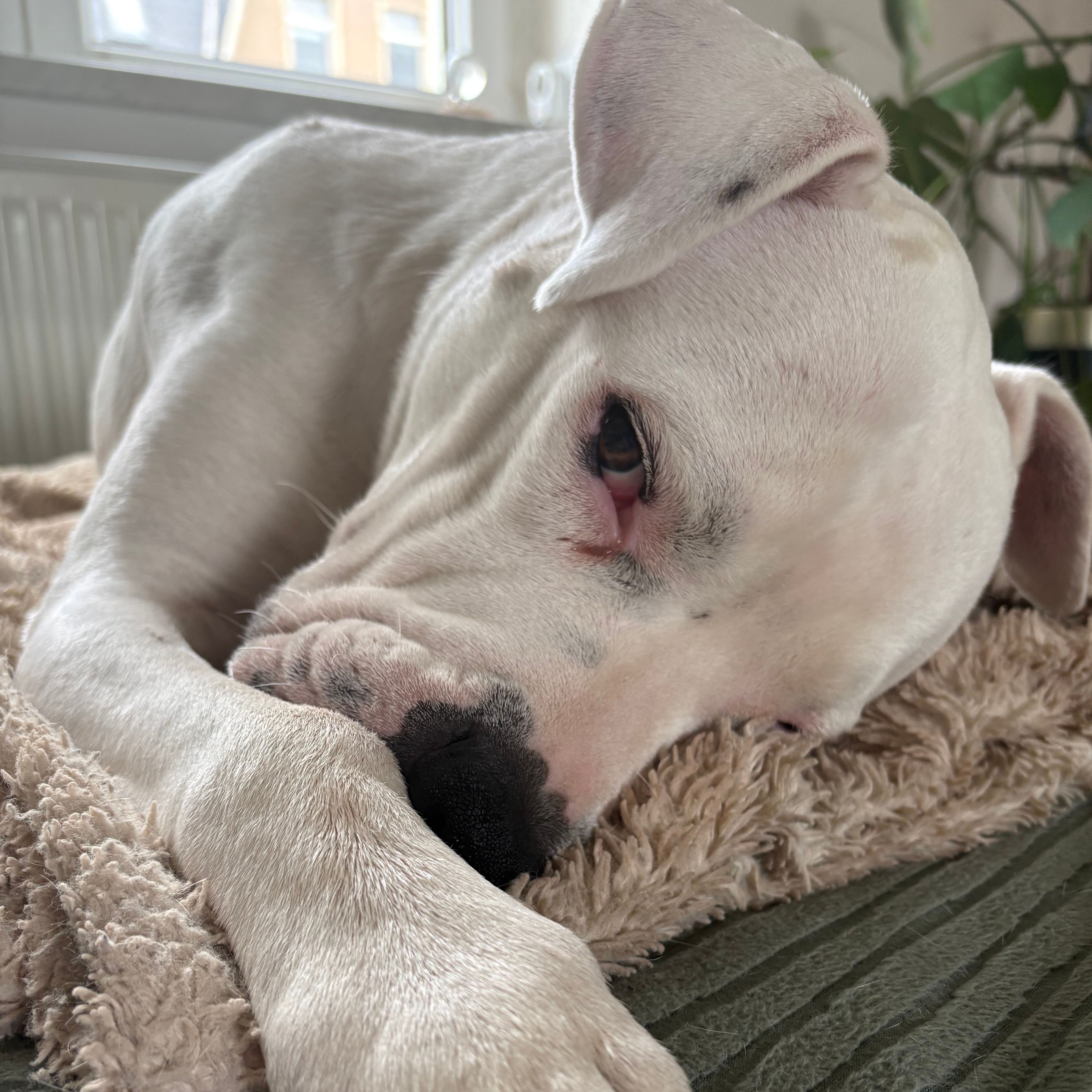 Mia