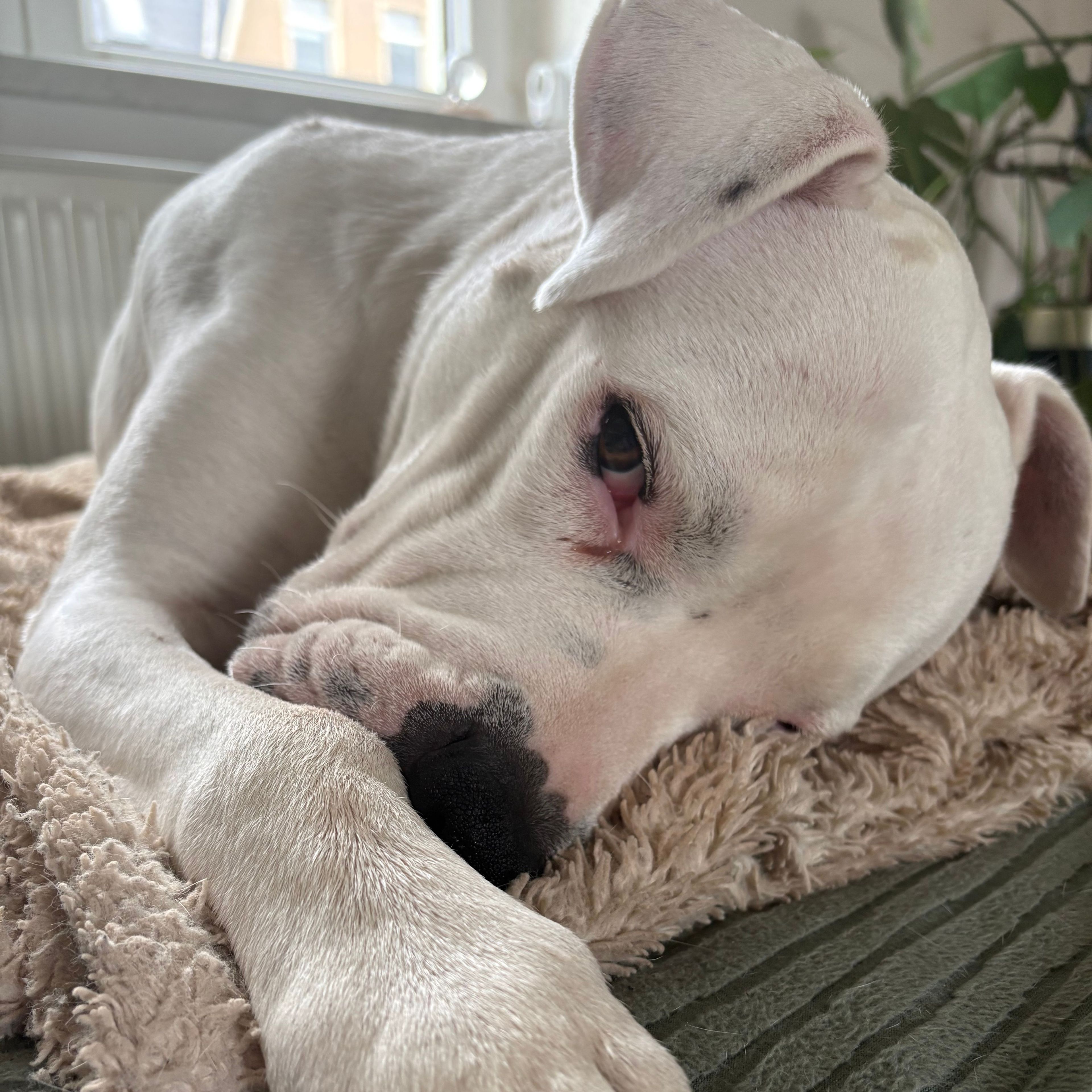 Mia