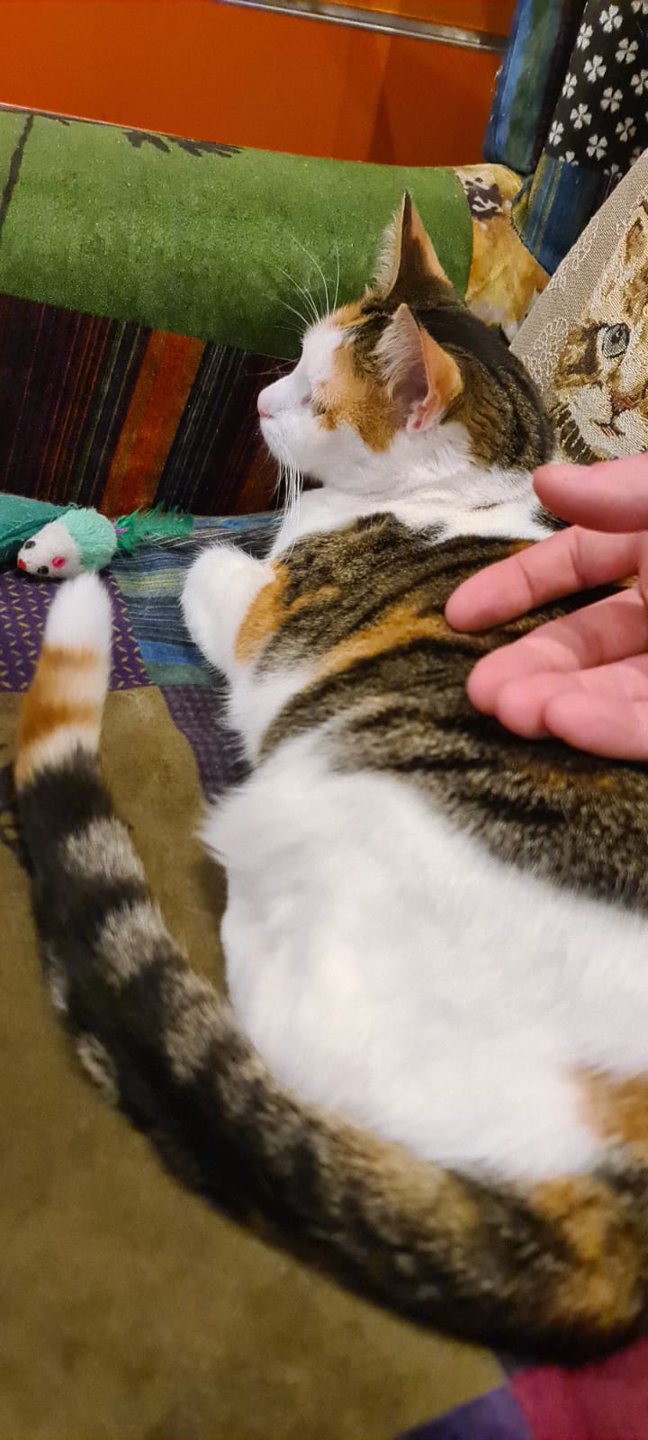 image-6