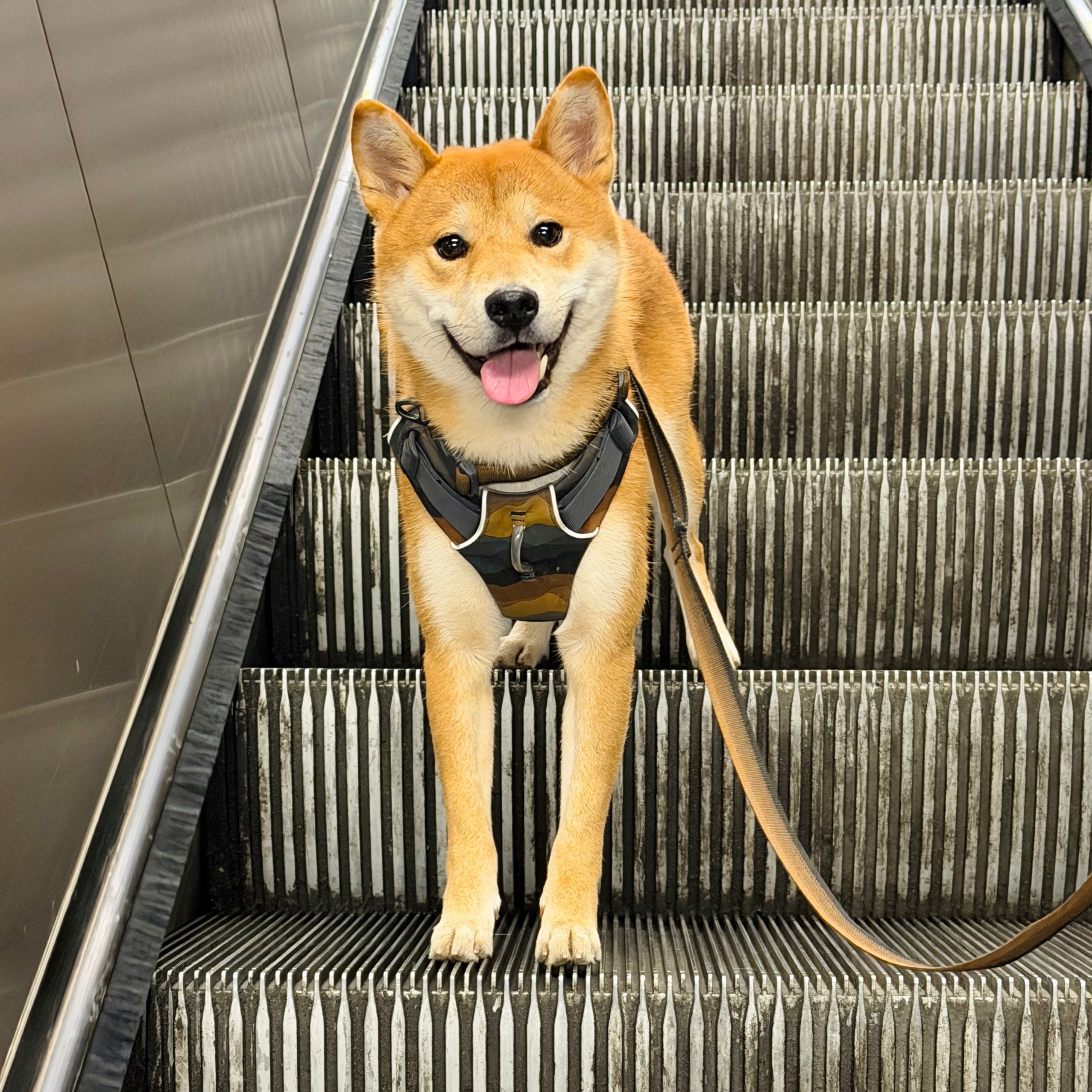 Bashi
