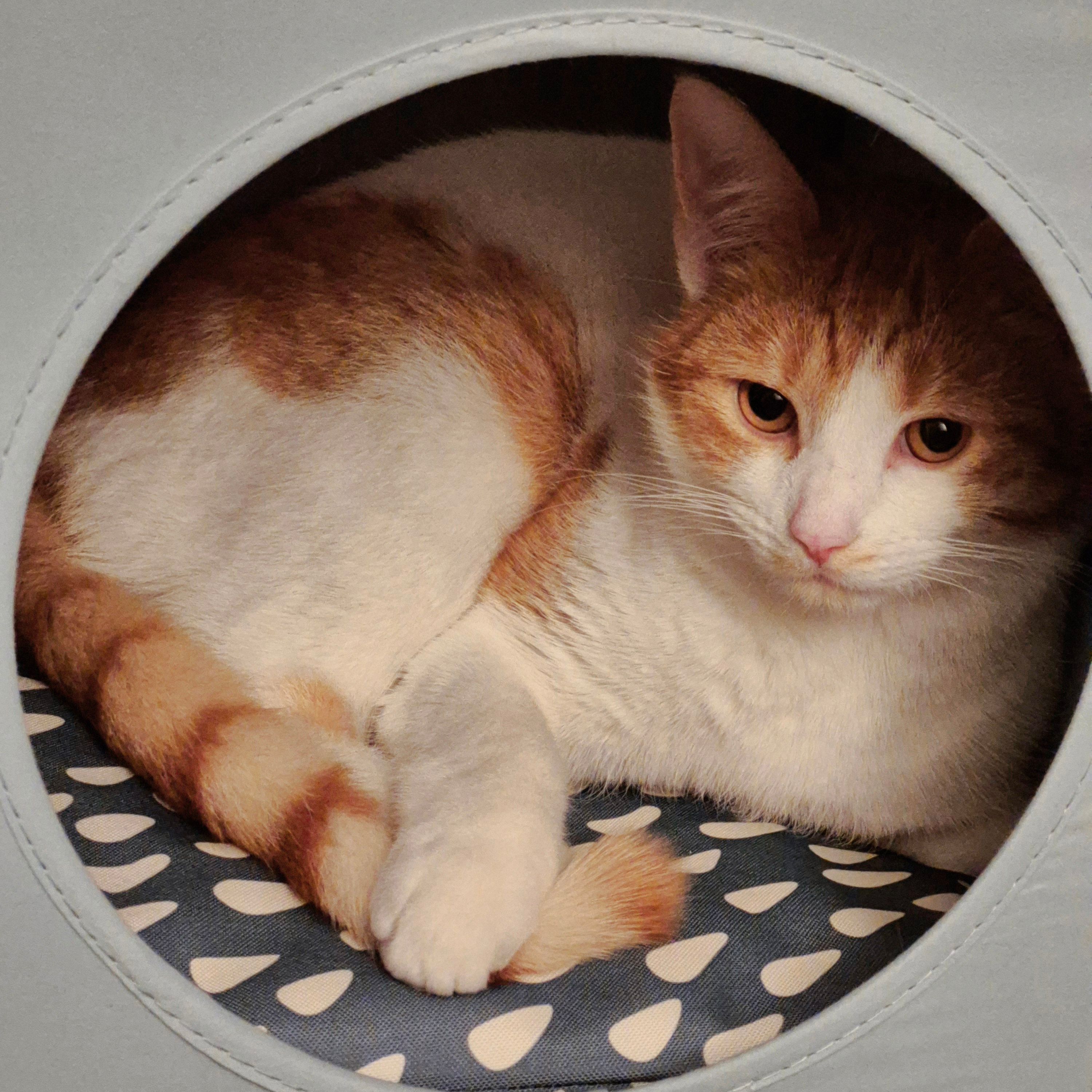 Archie