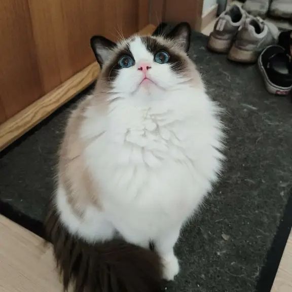 Petunia