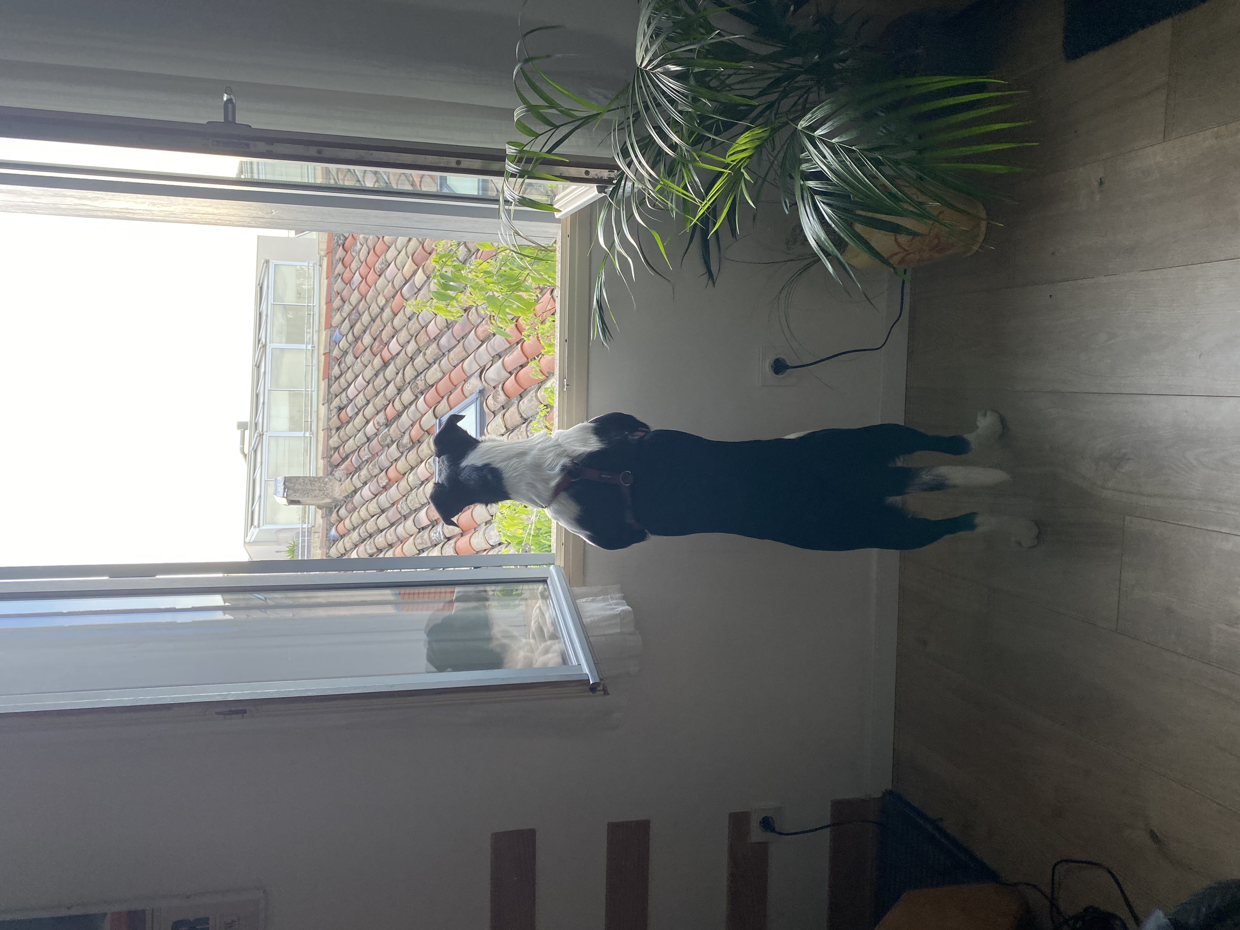 image-19