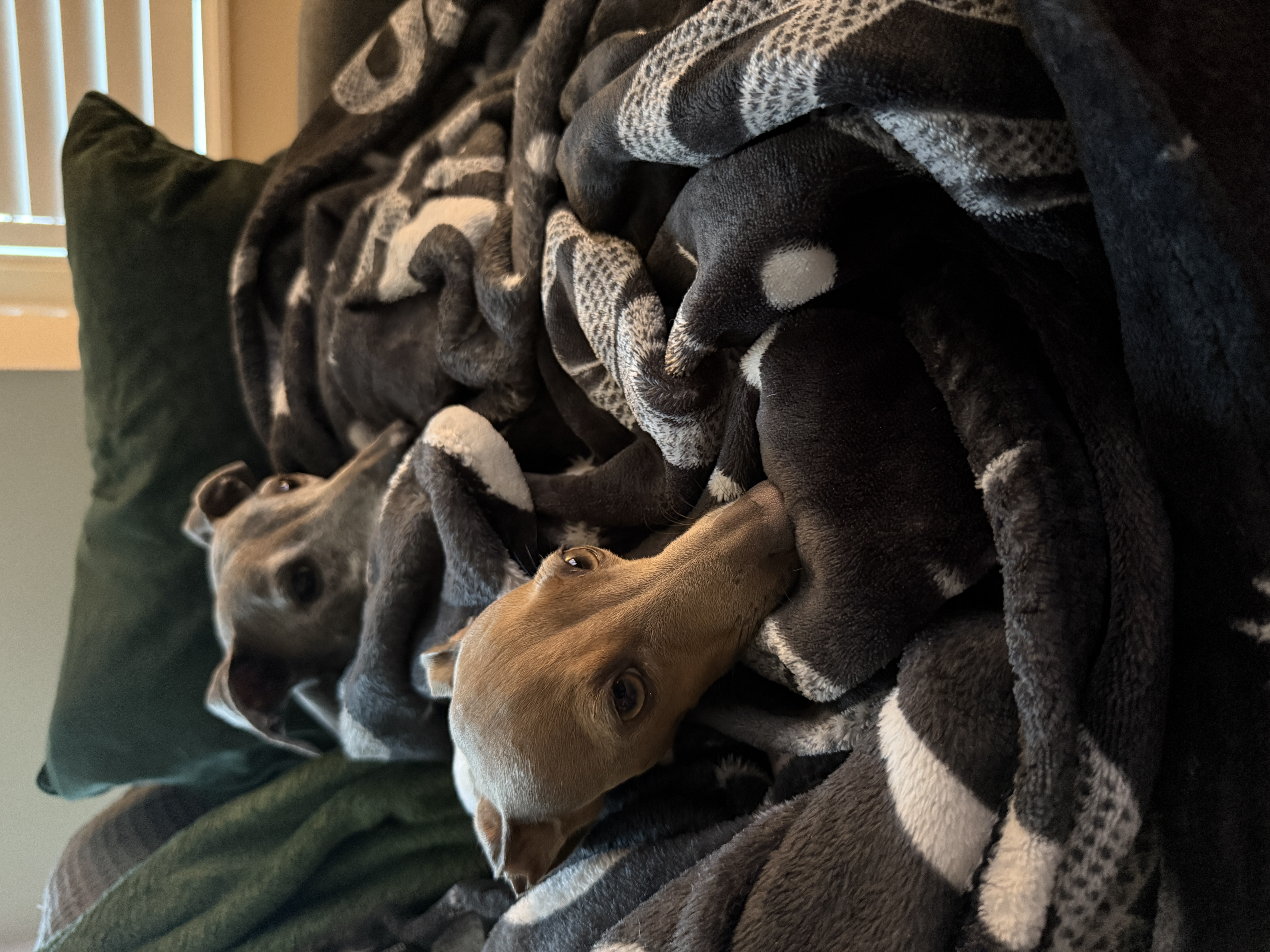 image-14