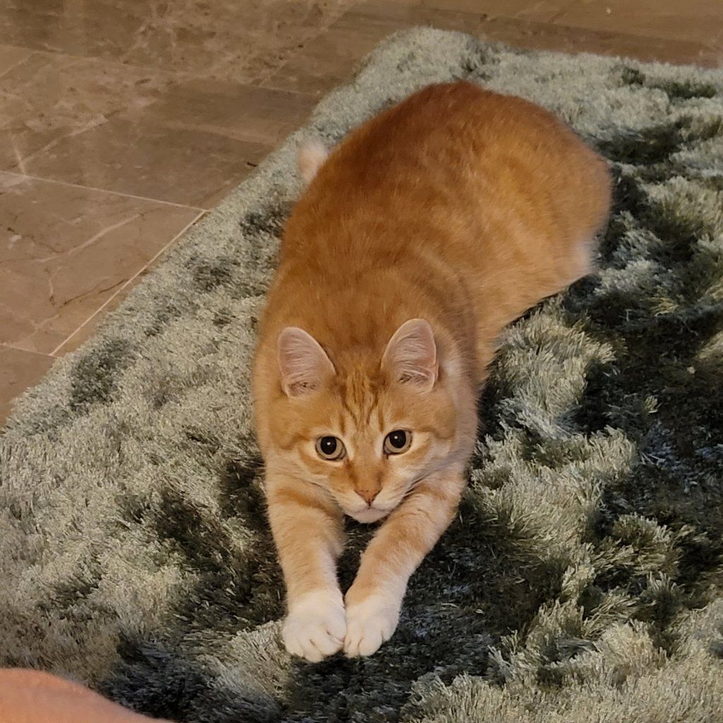 Nichi