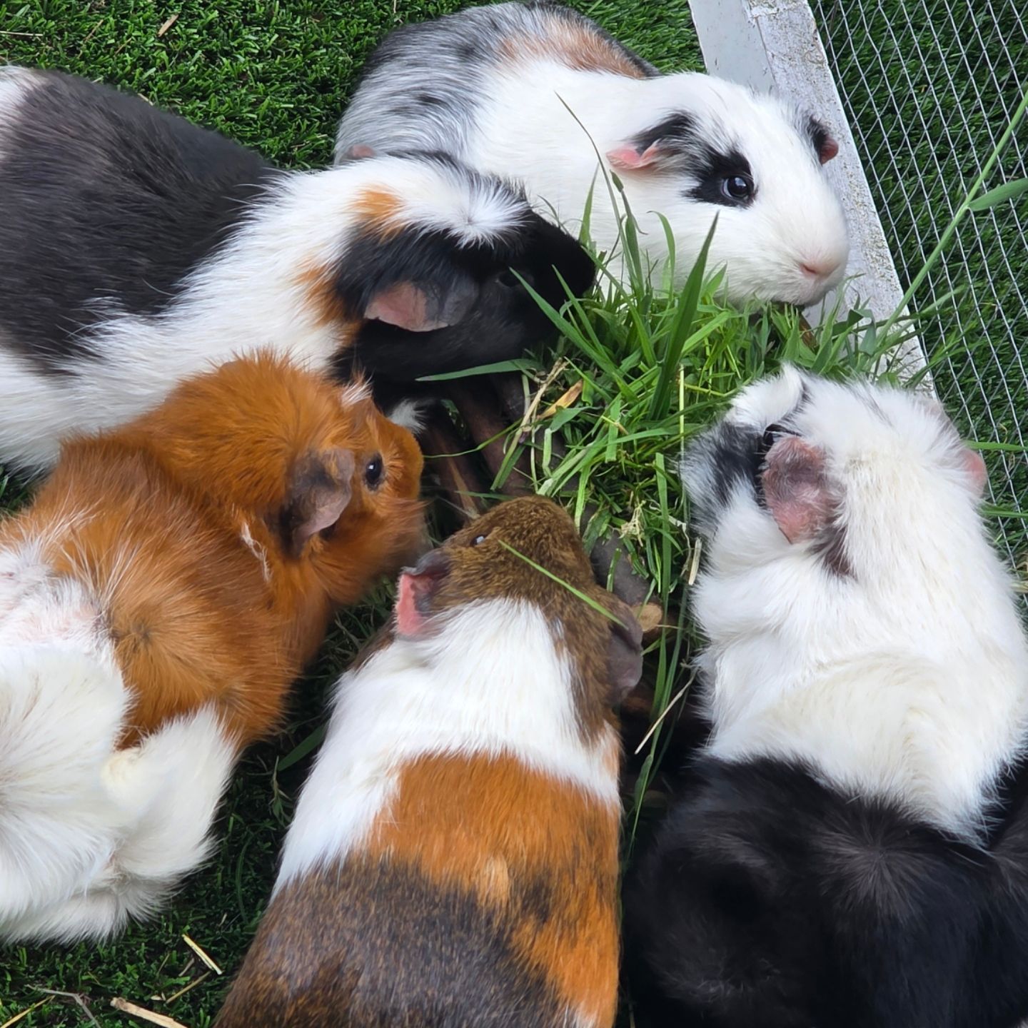 Panda, Evy, Kiki, Daisy en Joy