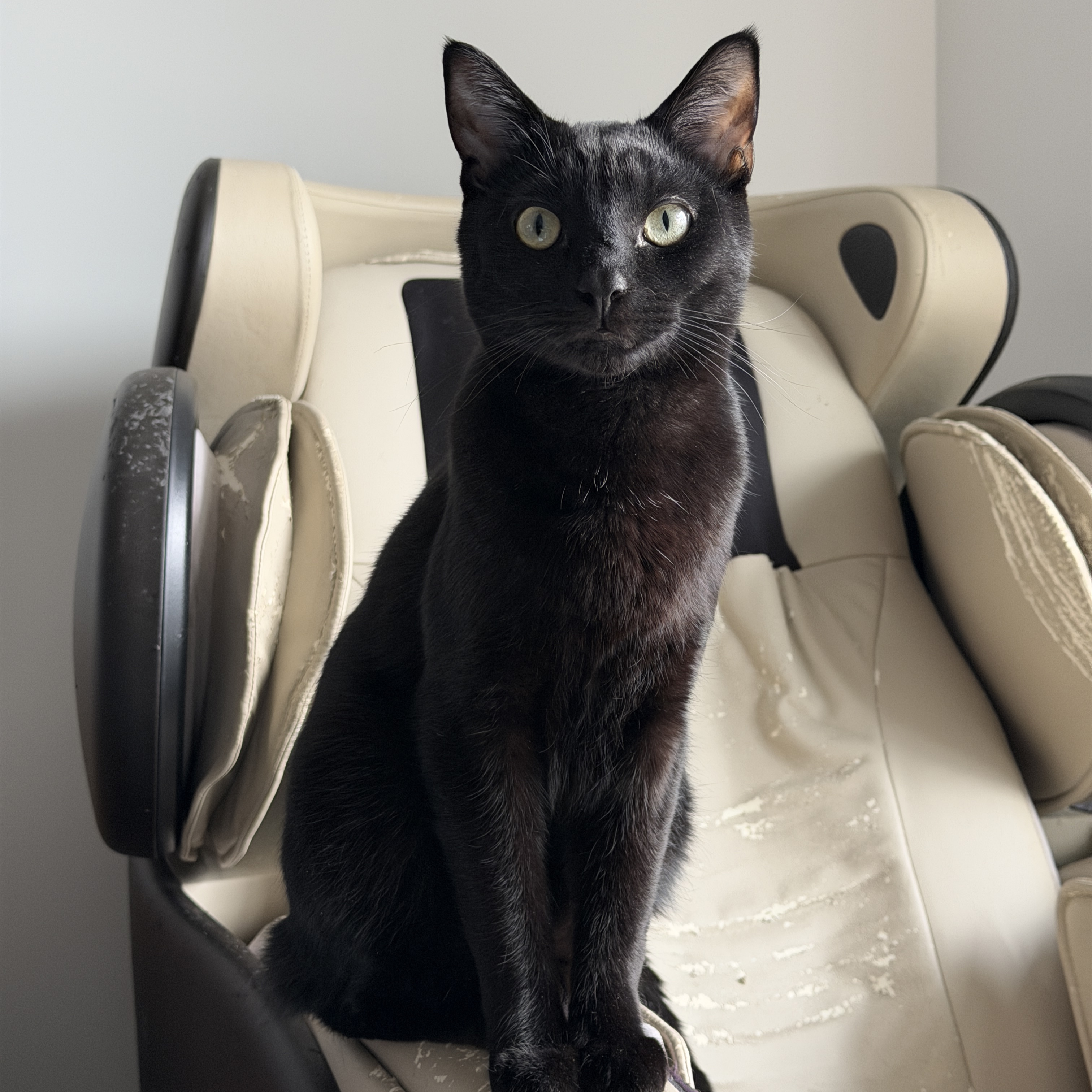 Pepper