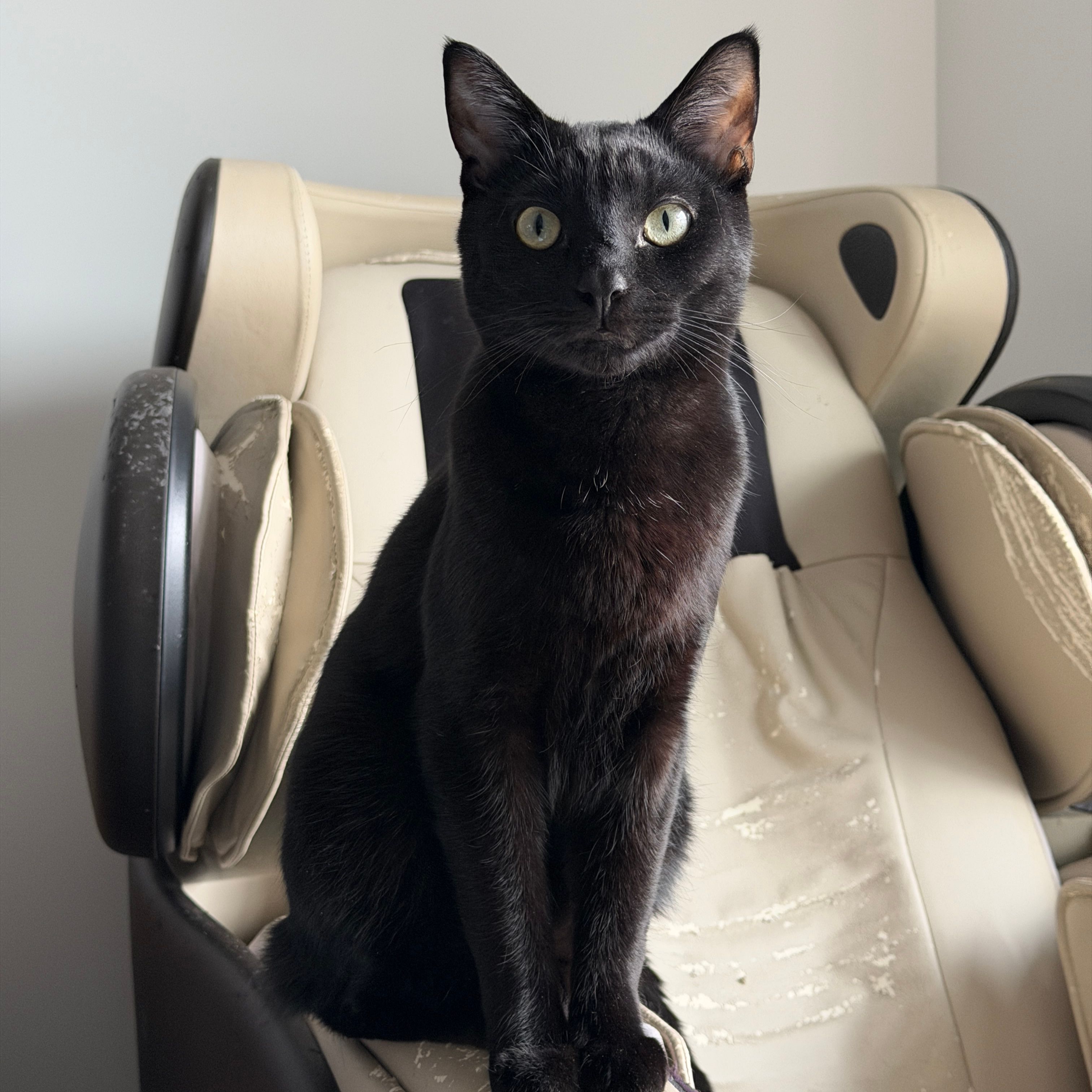 Pepper