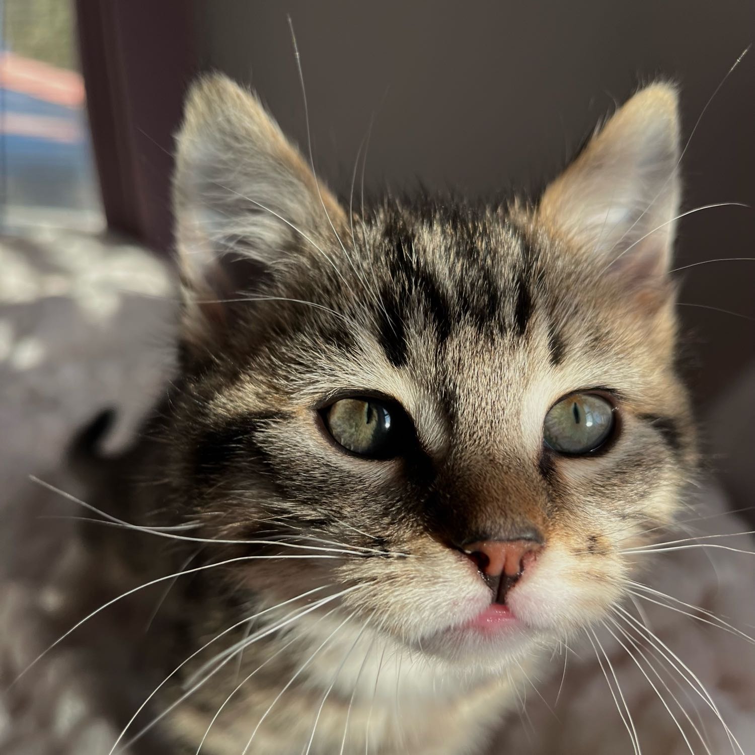 Pepper