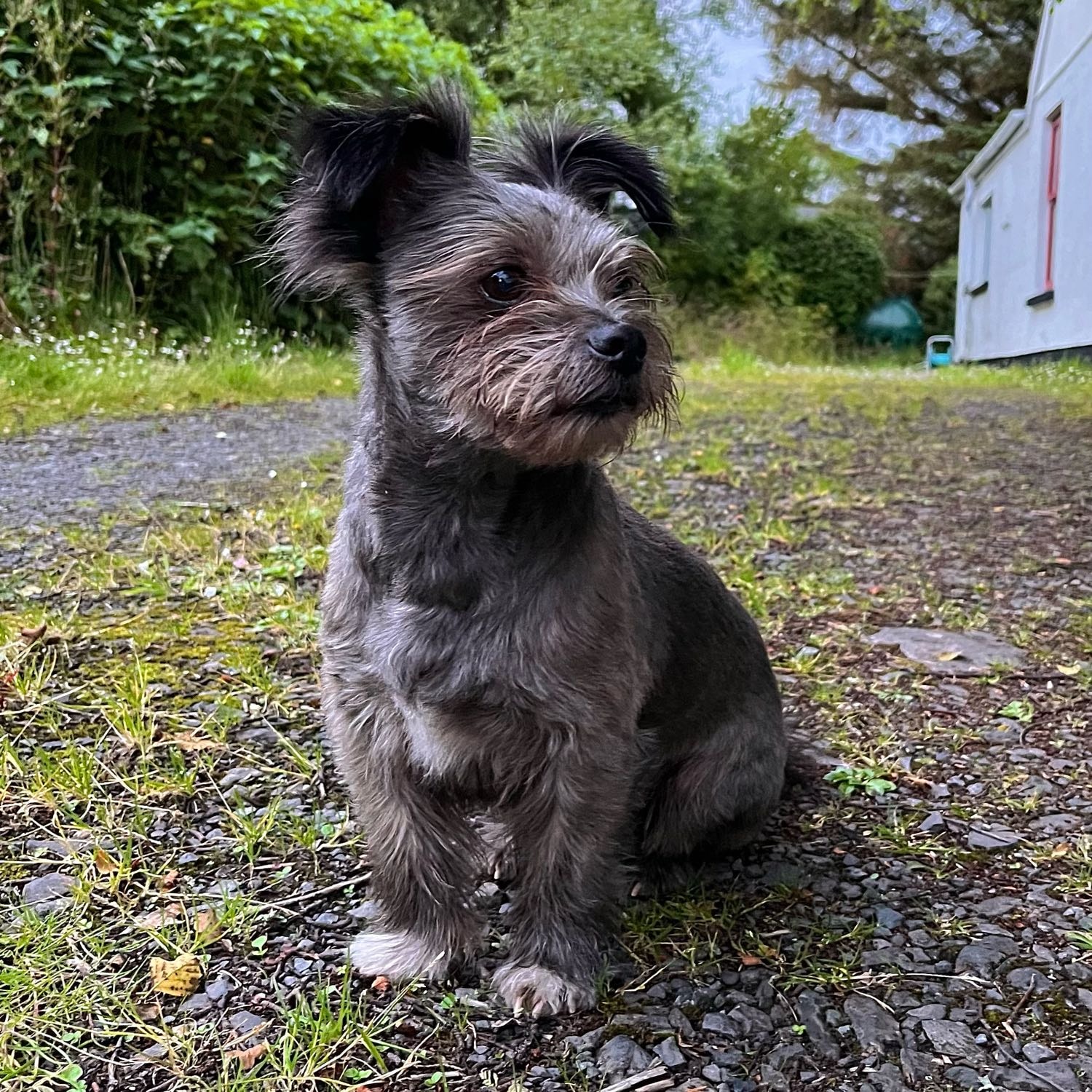 Alfie