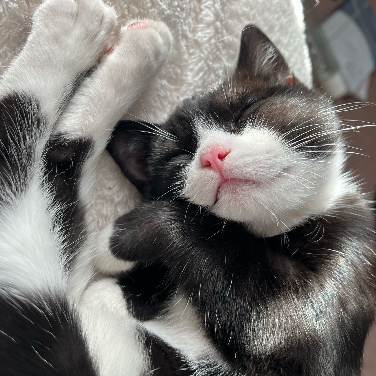 Phoebe