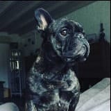 Yoda