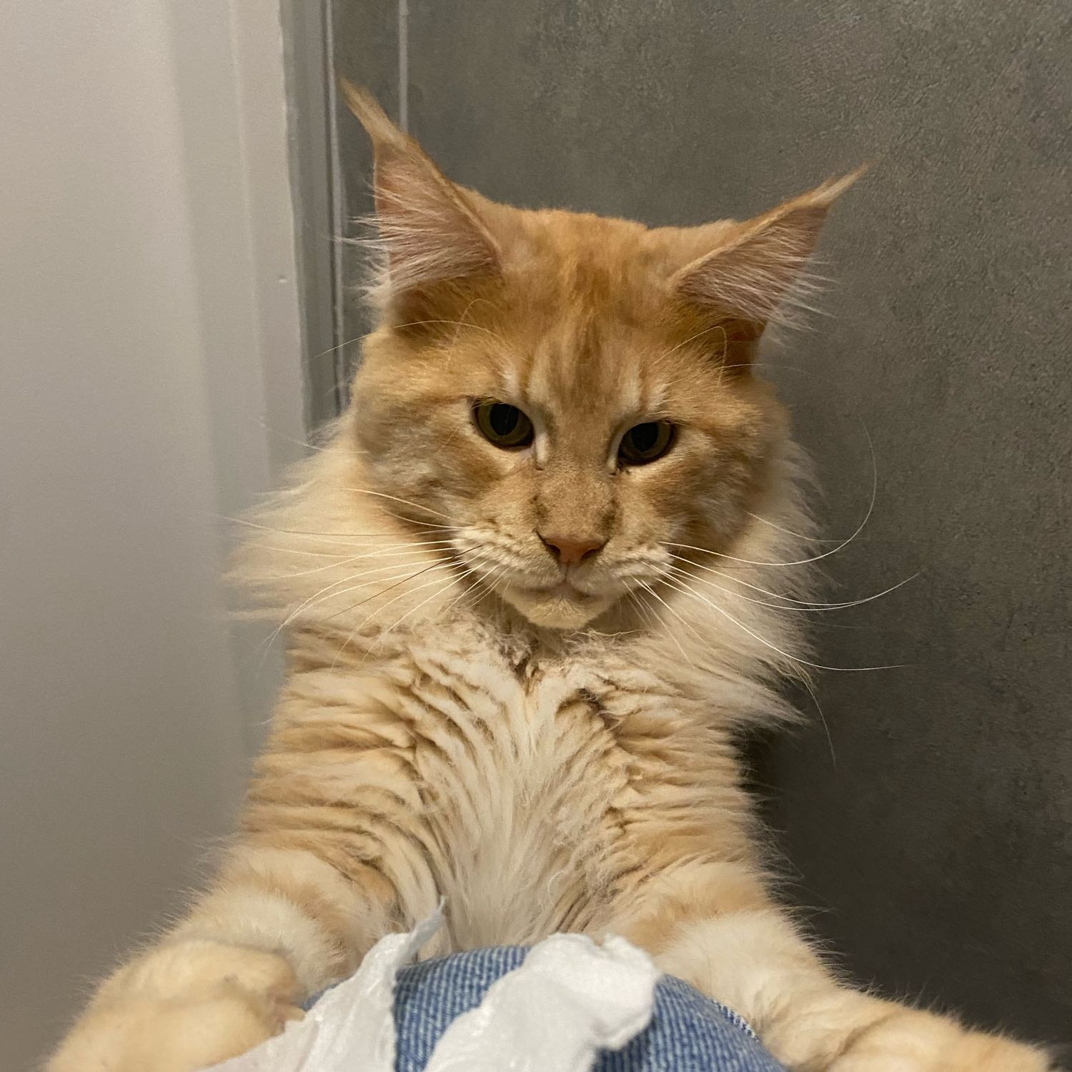 Apollo
