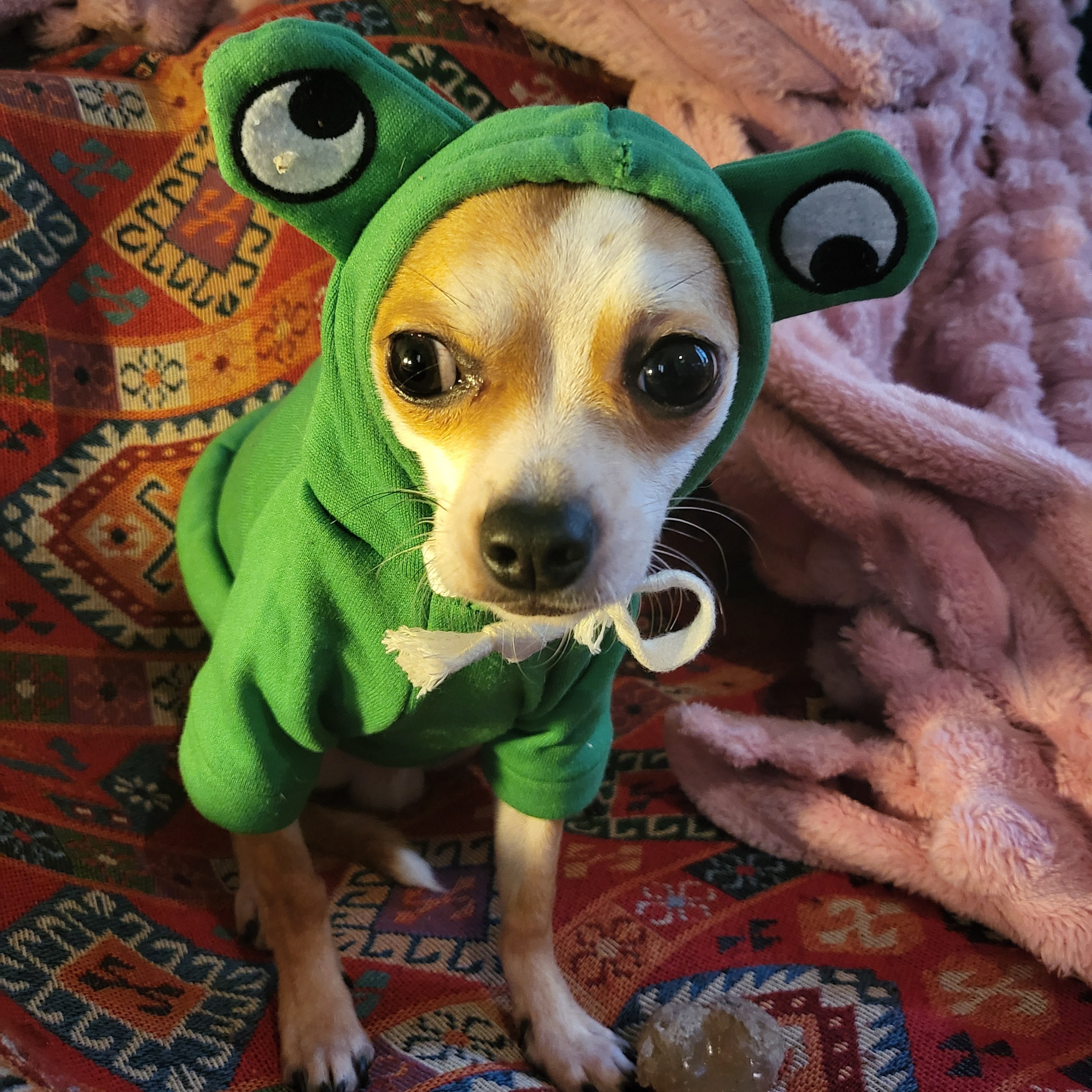 Bernie