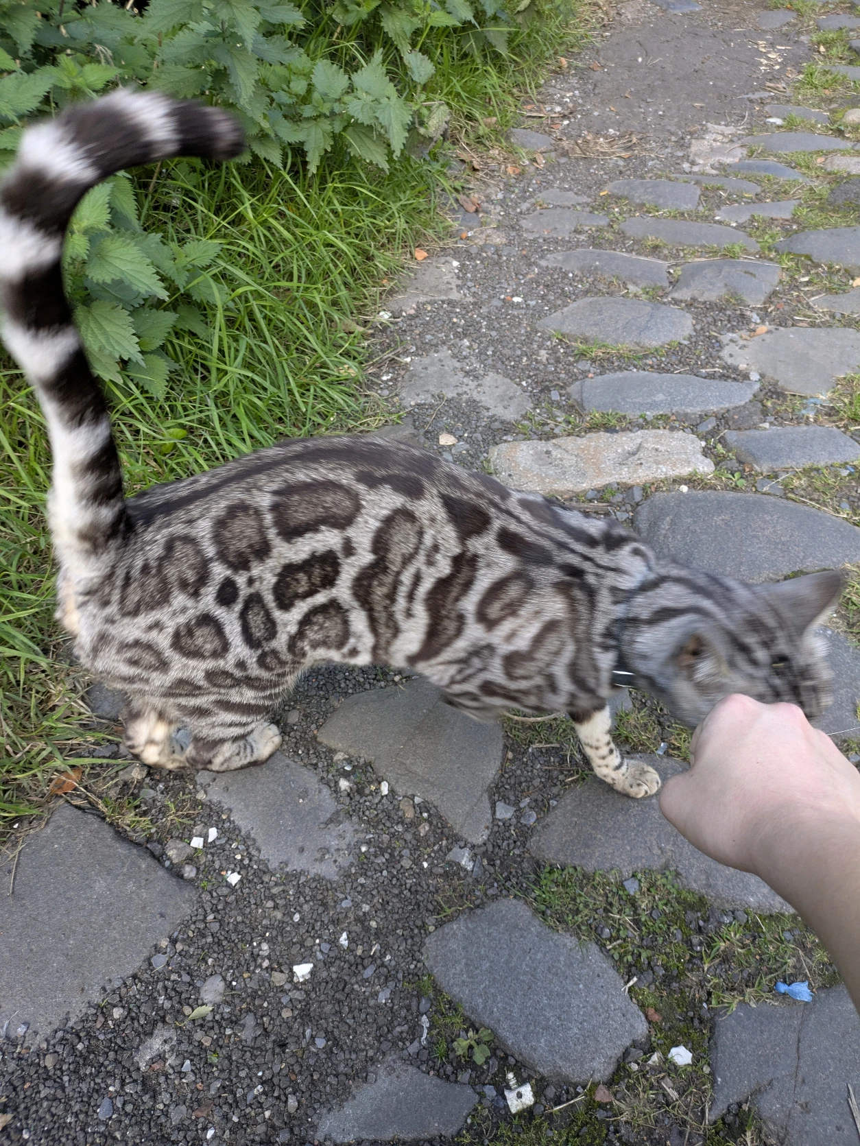 image-8