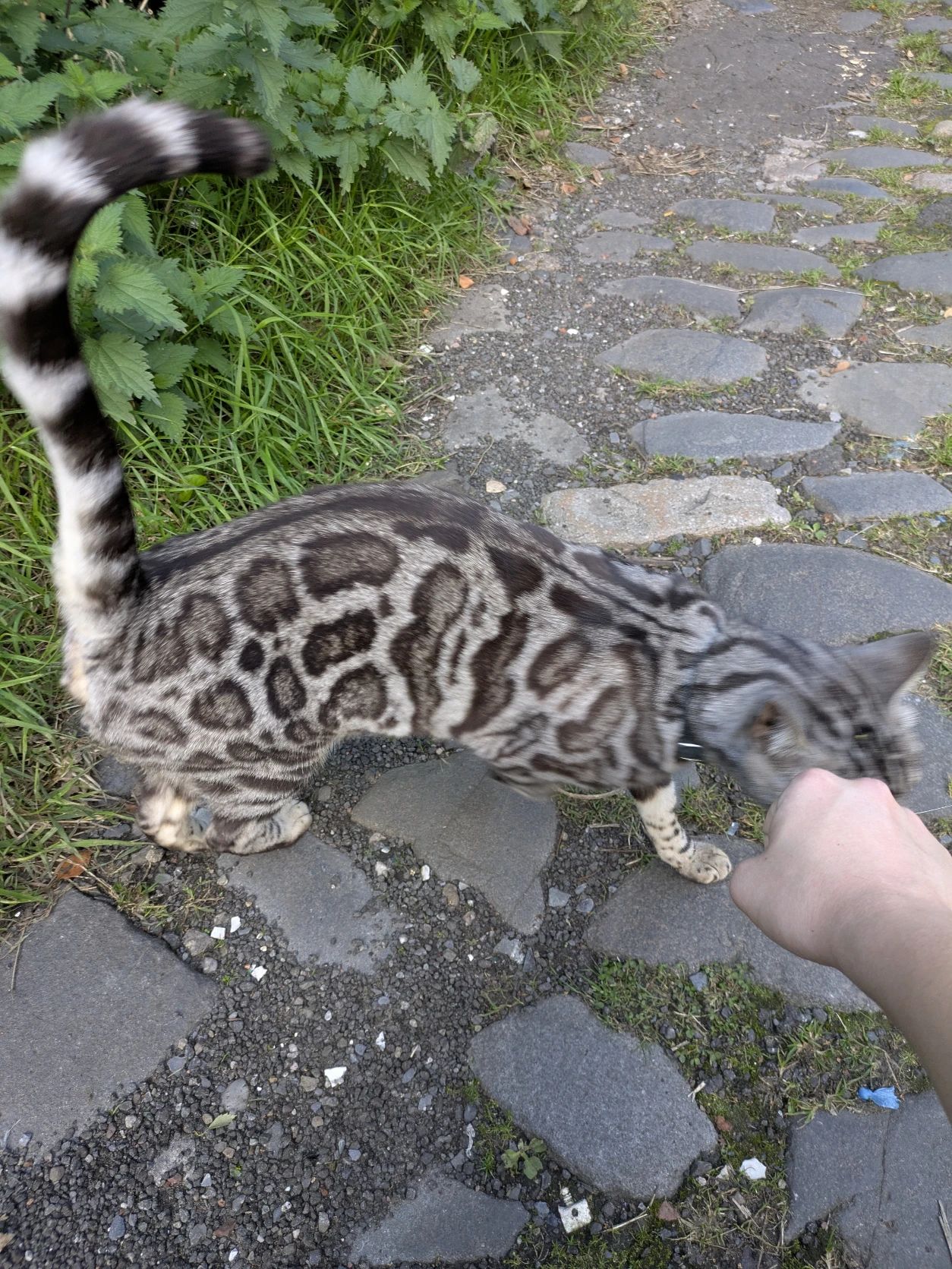 image-8