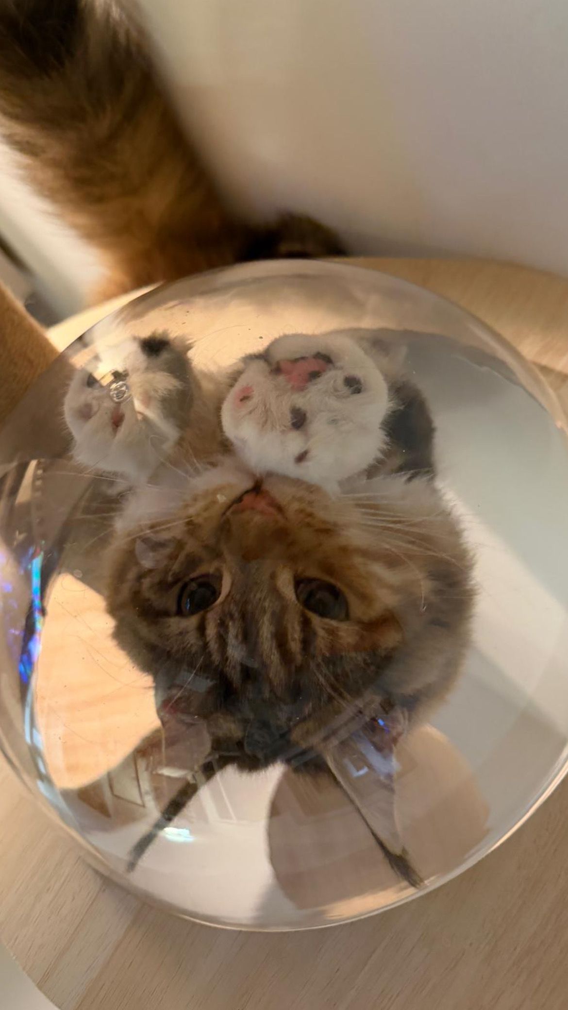 image-6