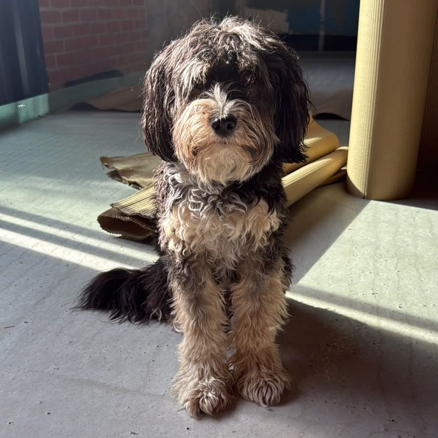 Benji