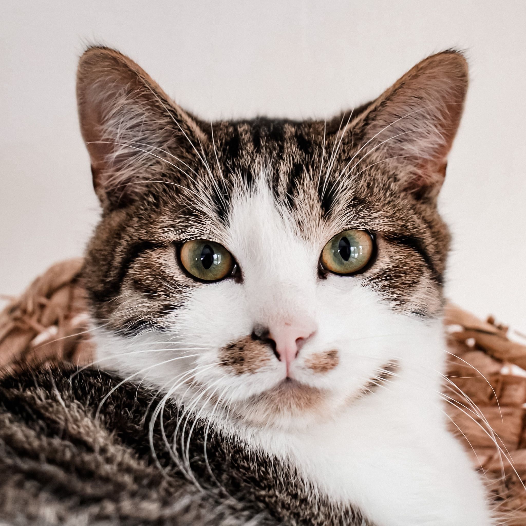 Muis