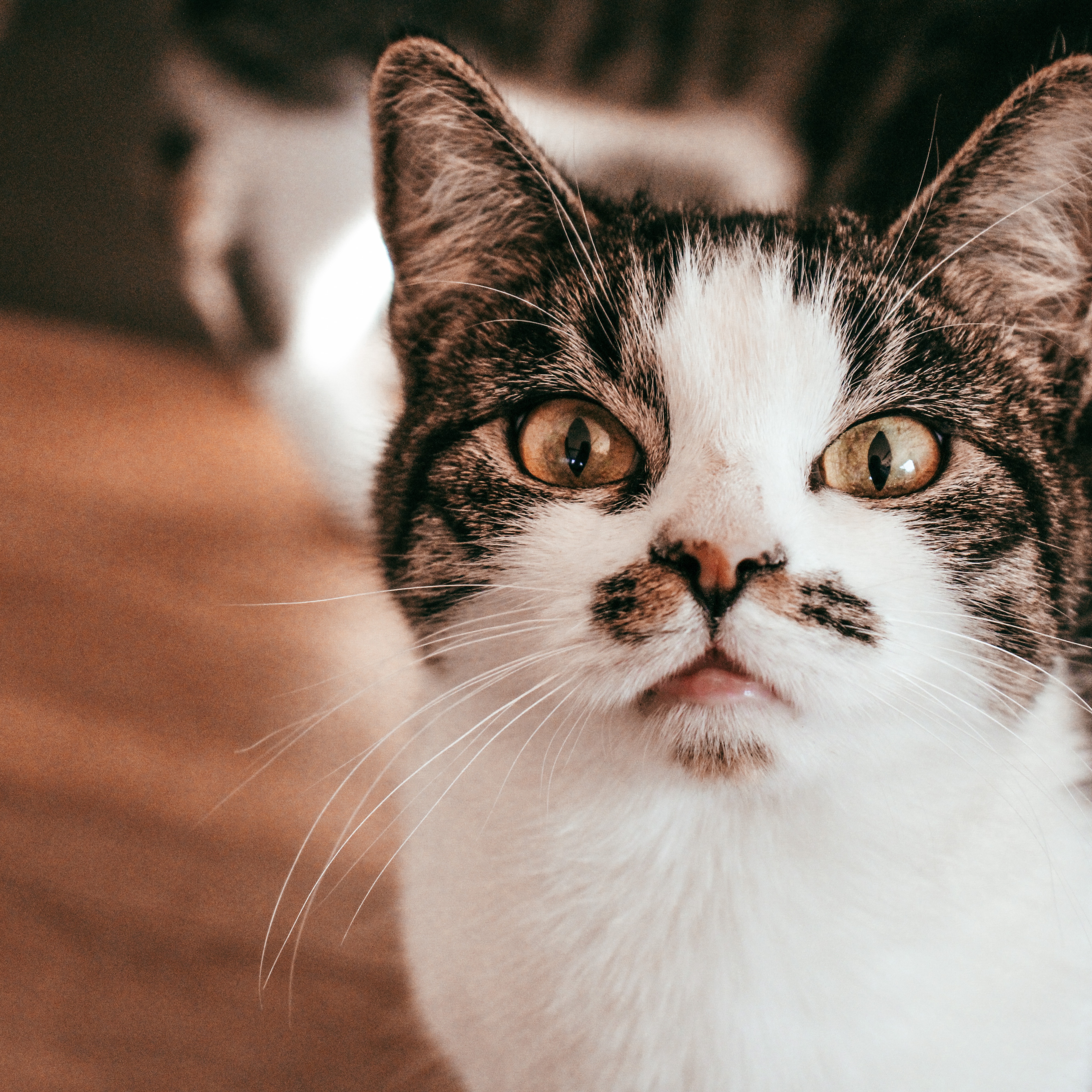 Stache’ke