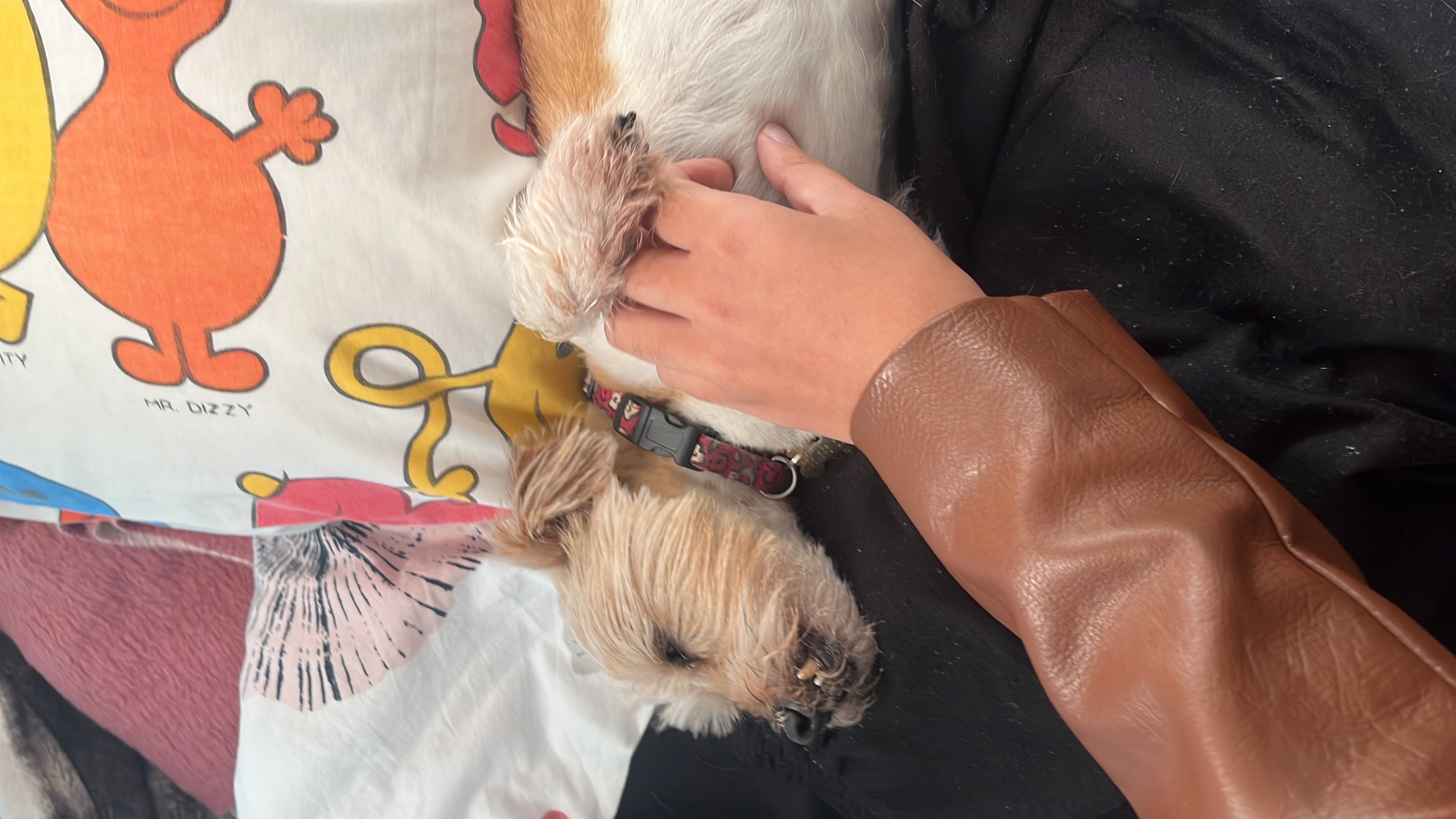 image-7
