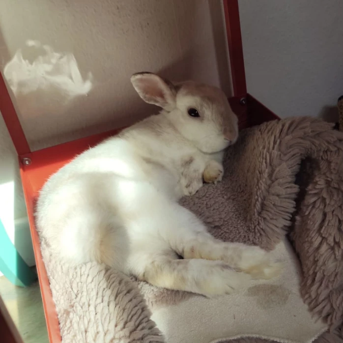 Mochi
