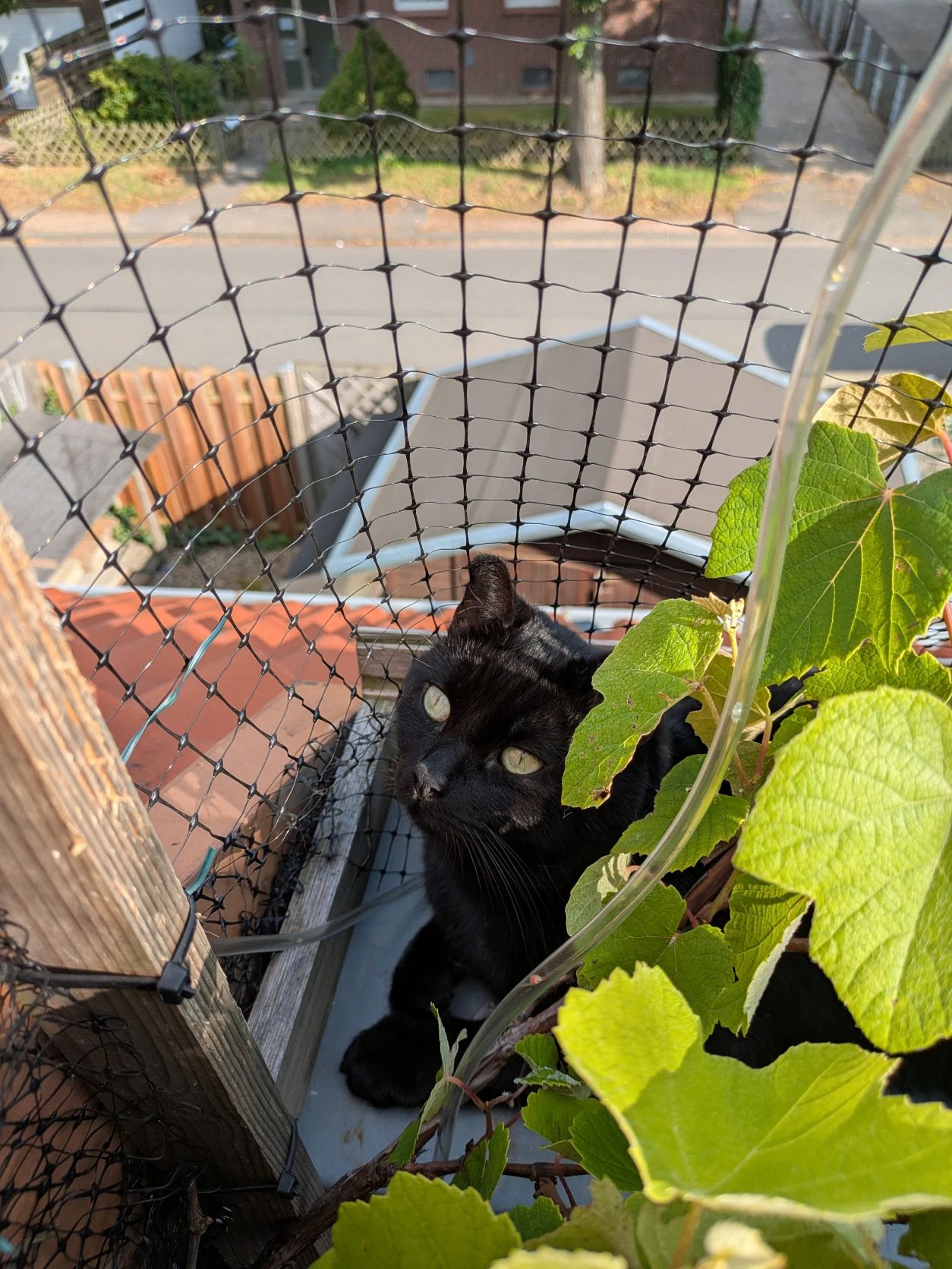image-11