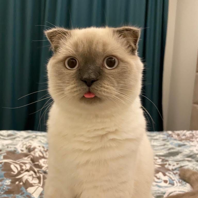 Mavi