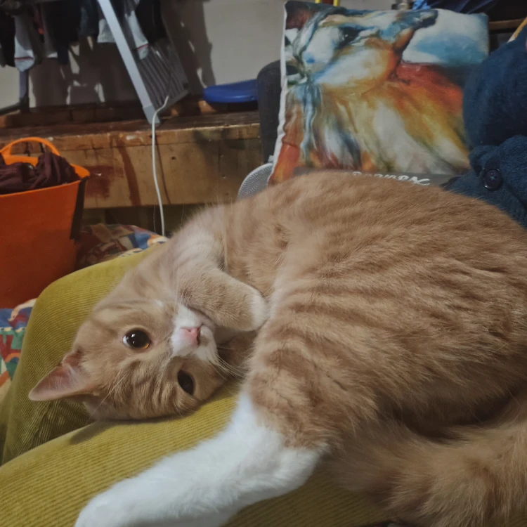 Baggles
