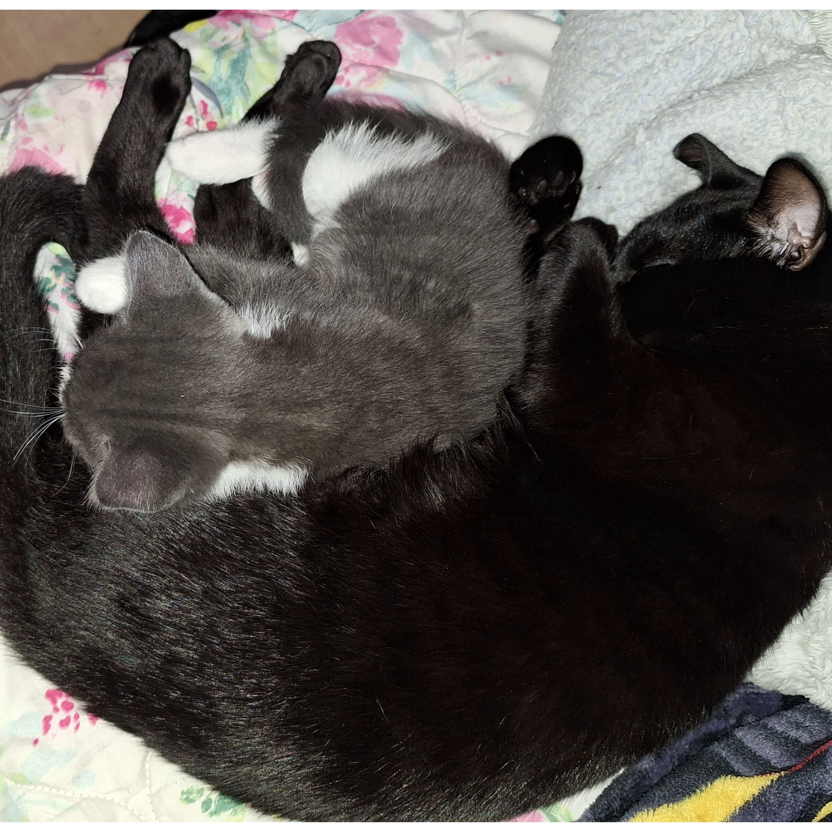 Szary/Grey