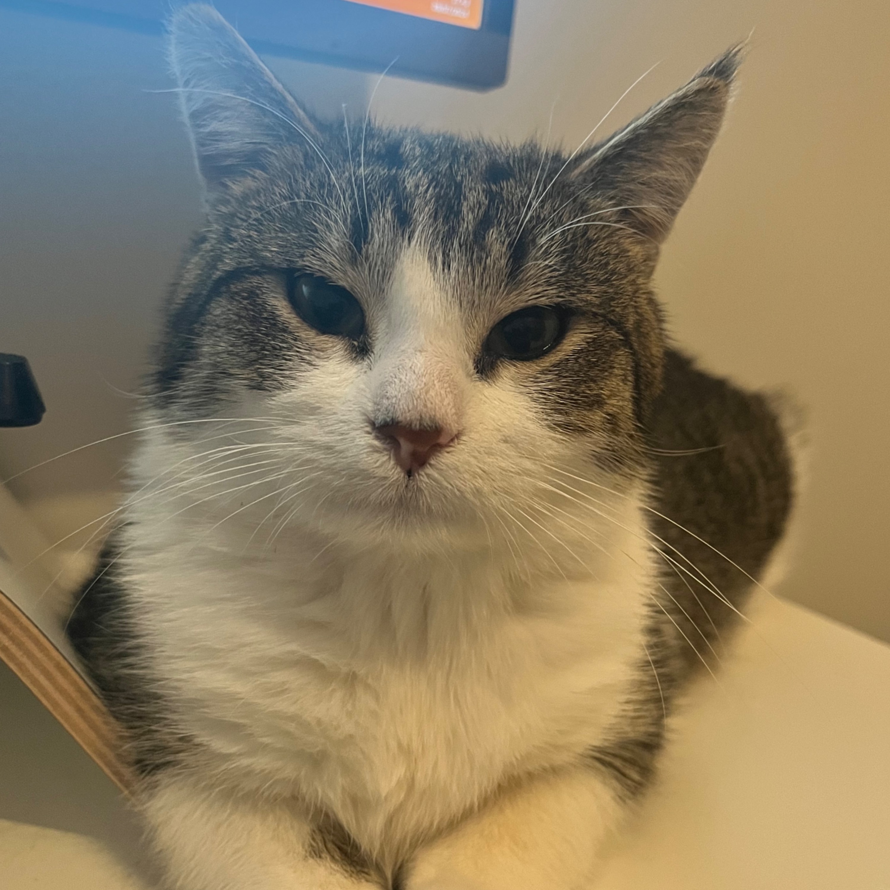 Milo