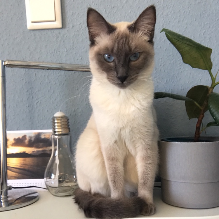 Maja