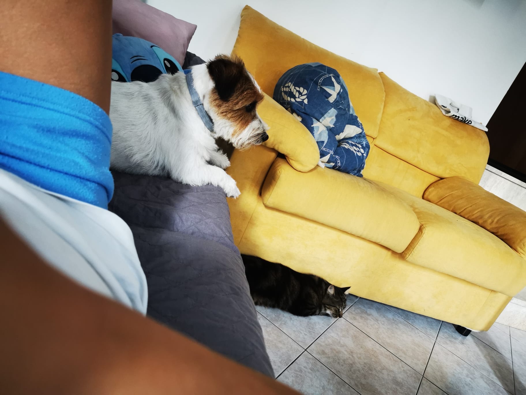 image-7