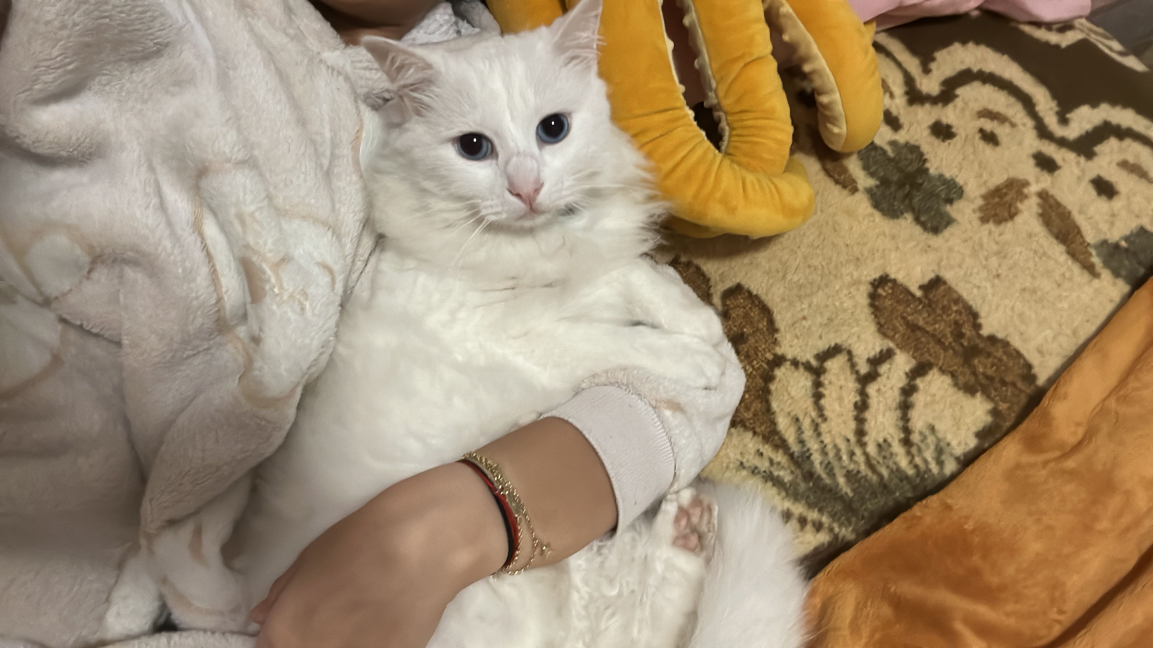 image-6