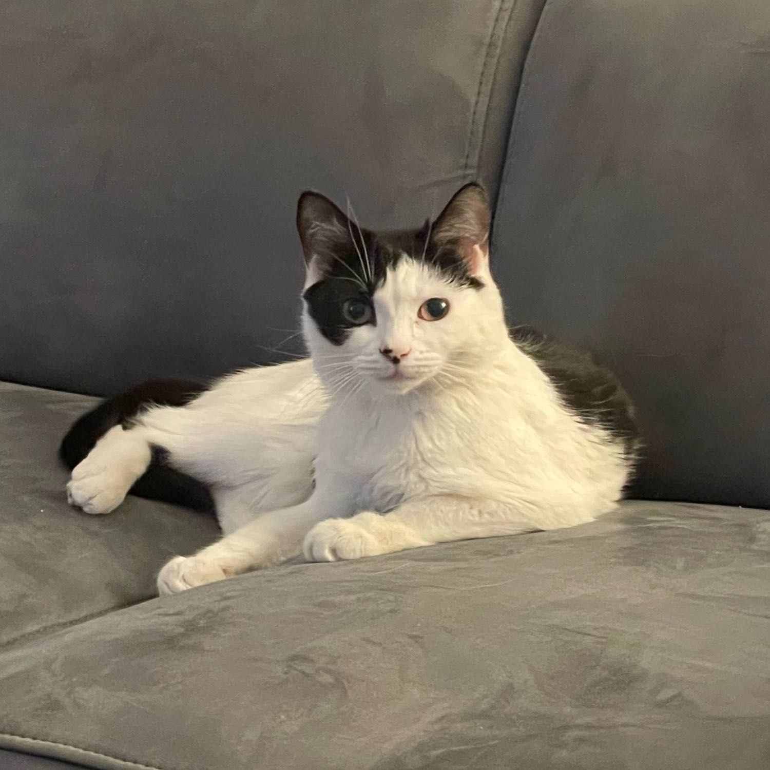 Mimi