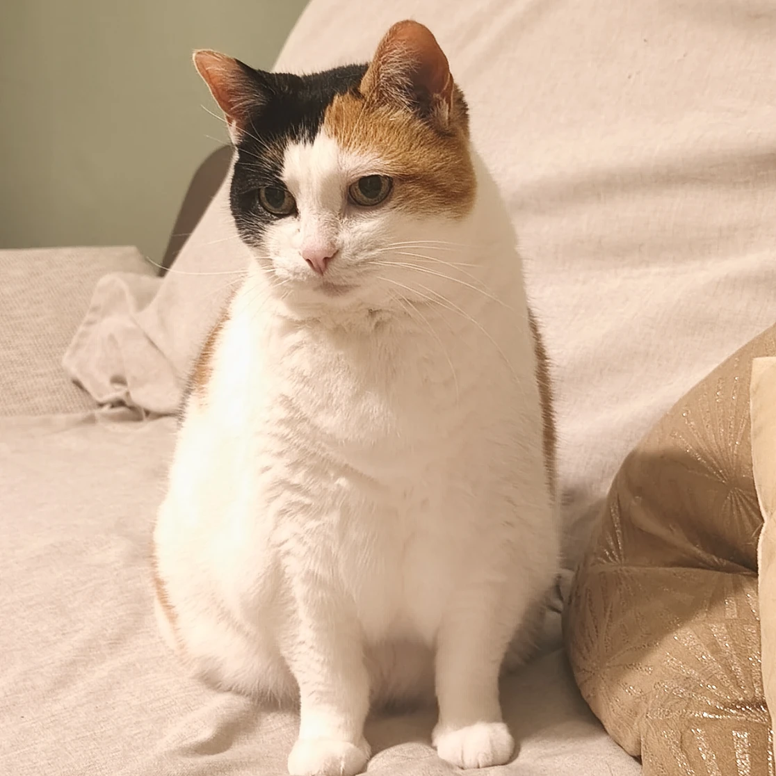 Maya
