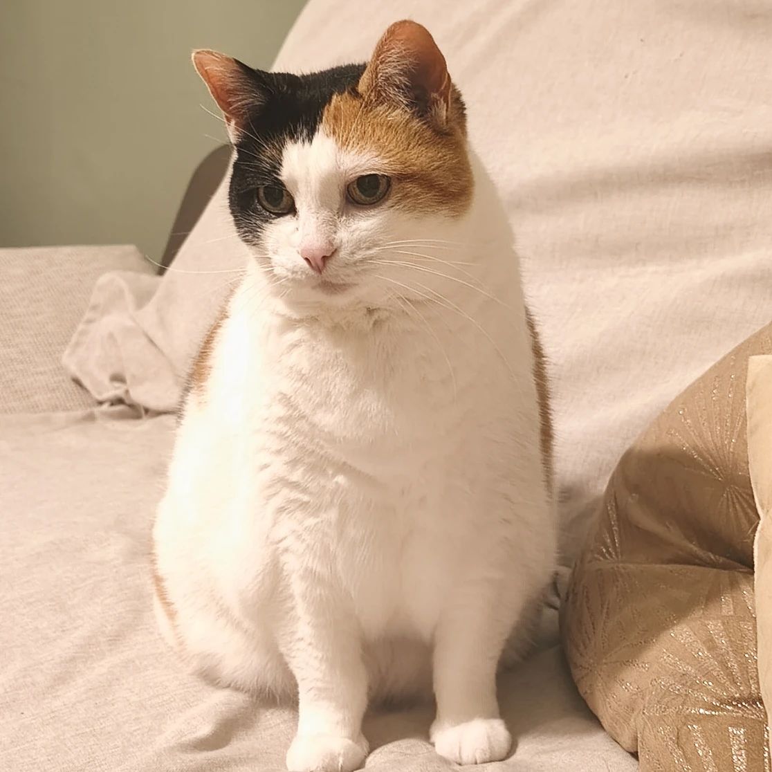Maya