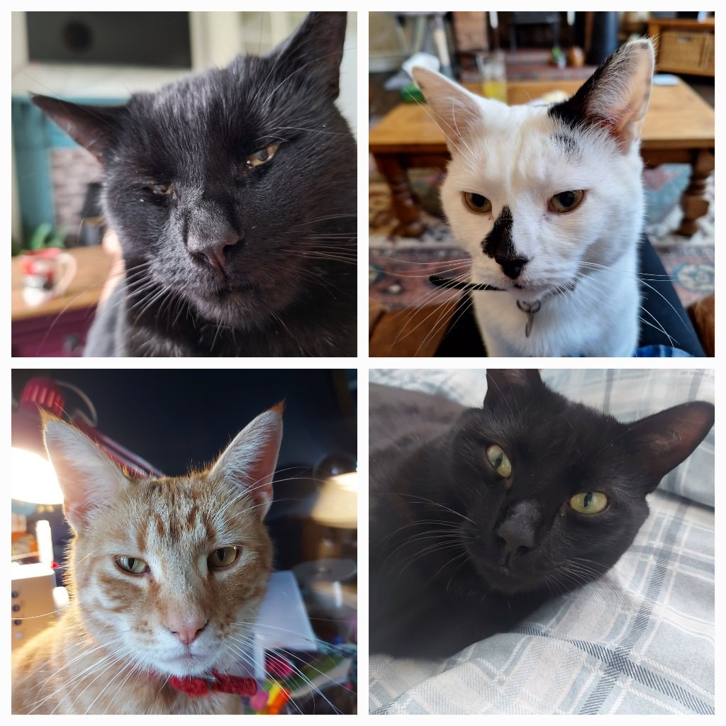 Rocky, Goose, Captain & Ziggy