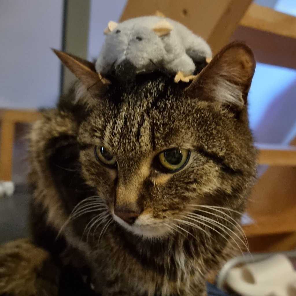 RIP Tiger 03.11.2005-12.03.2023