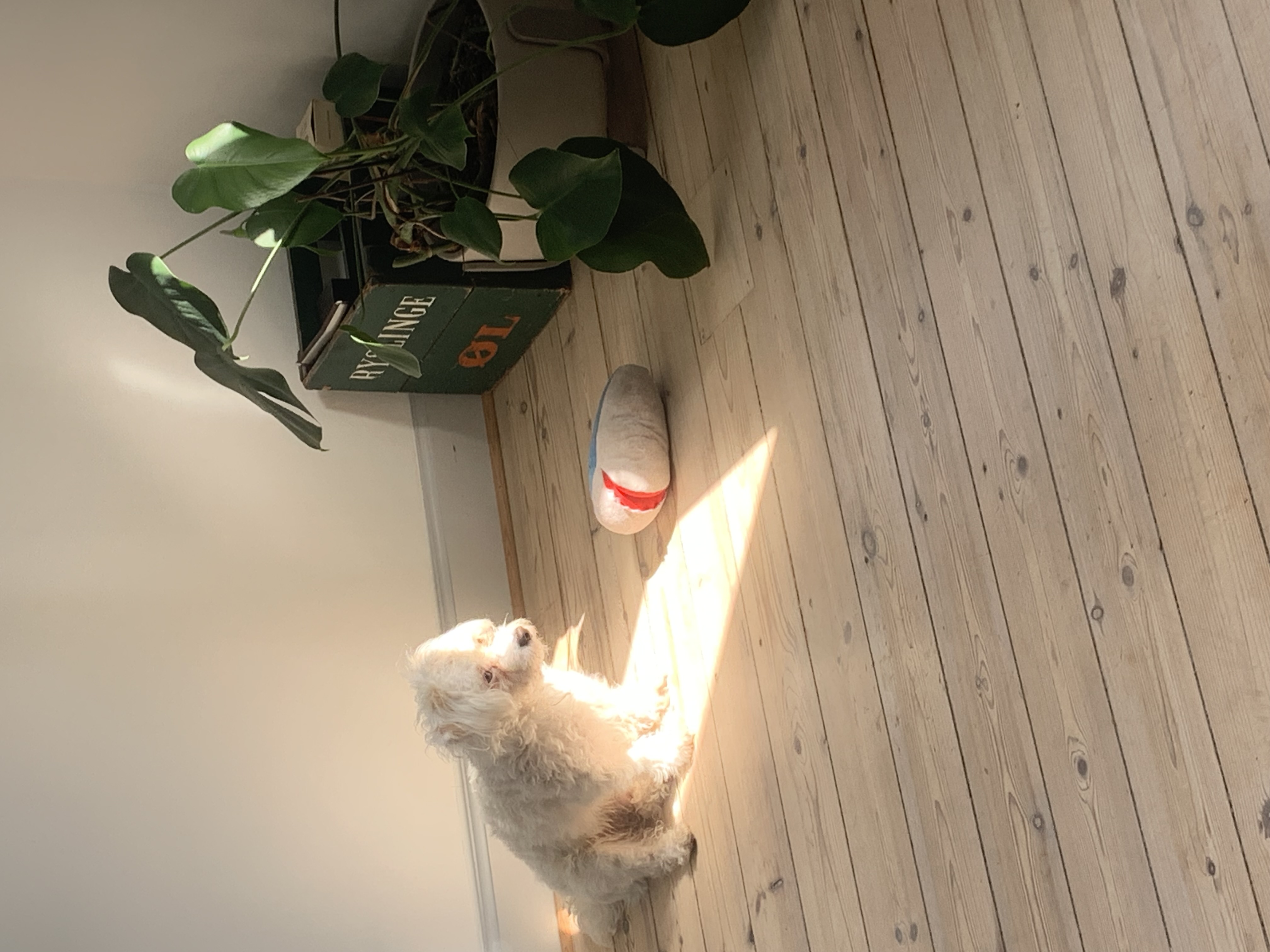 image-12