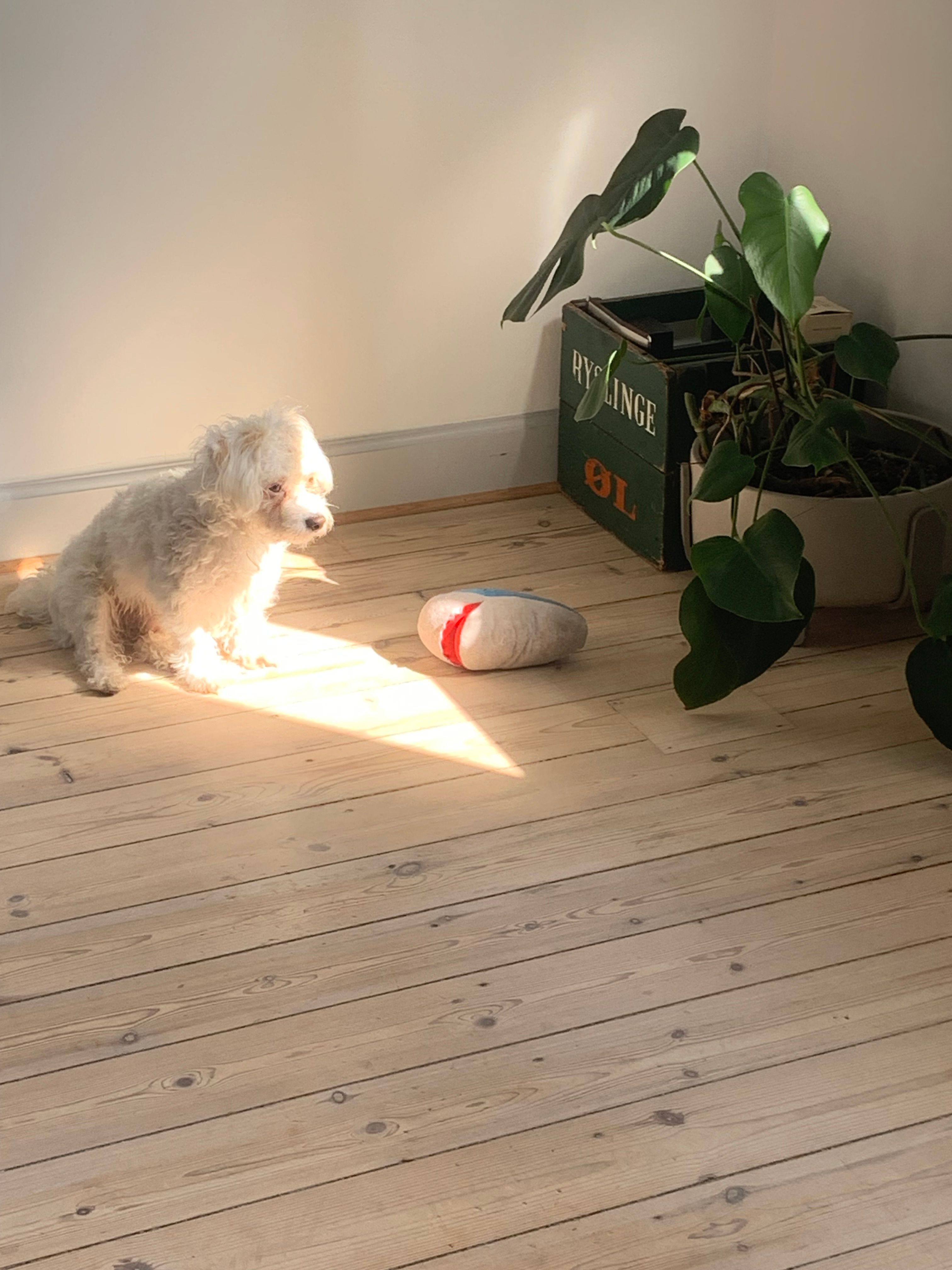image-12