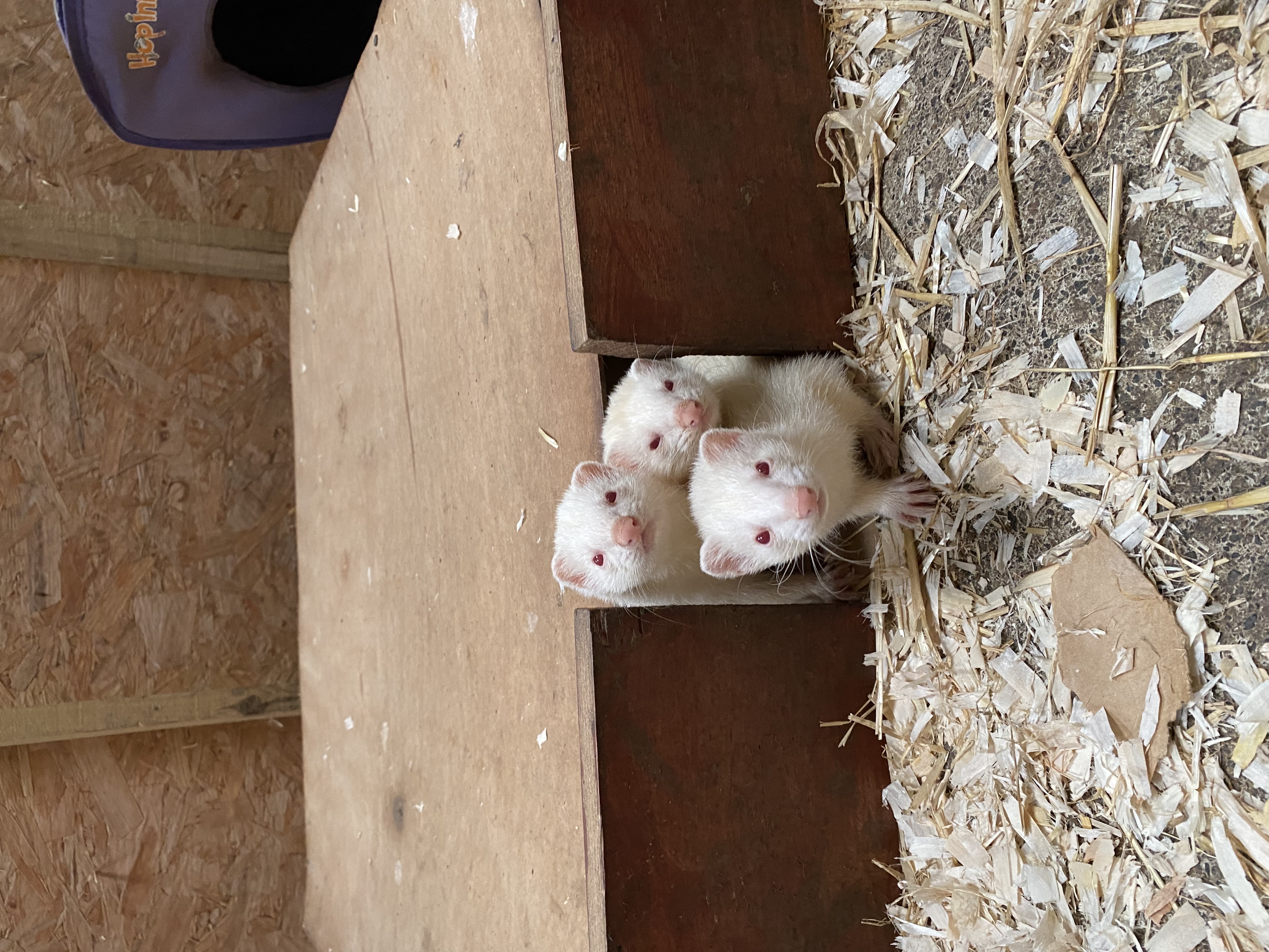 image-14